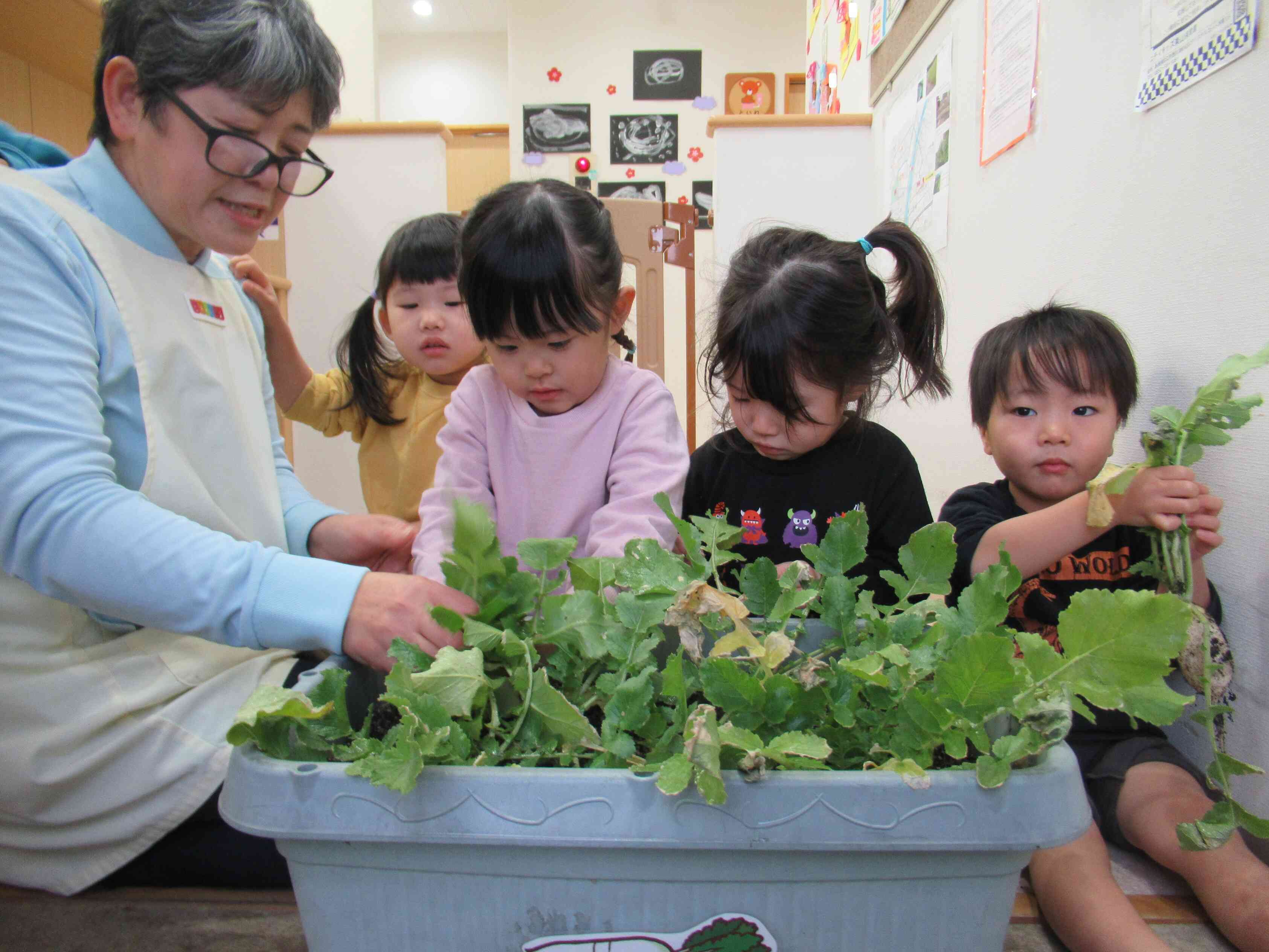 どの大根にしようかな？