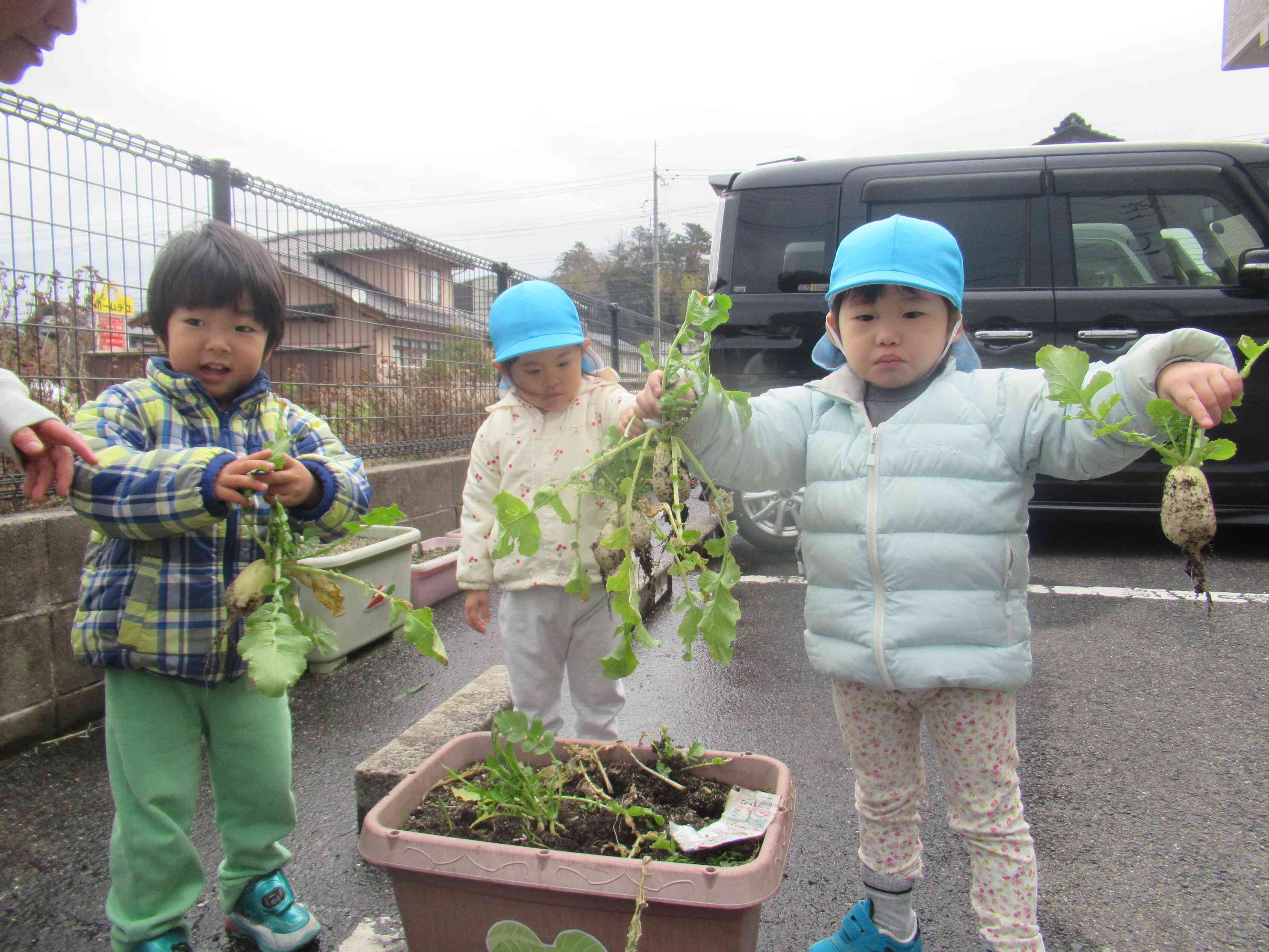 大根がいっぱいだよ