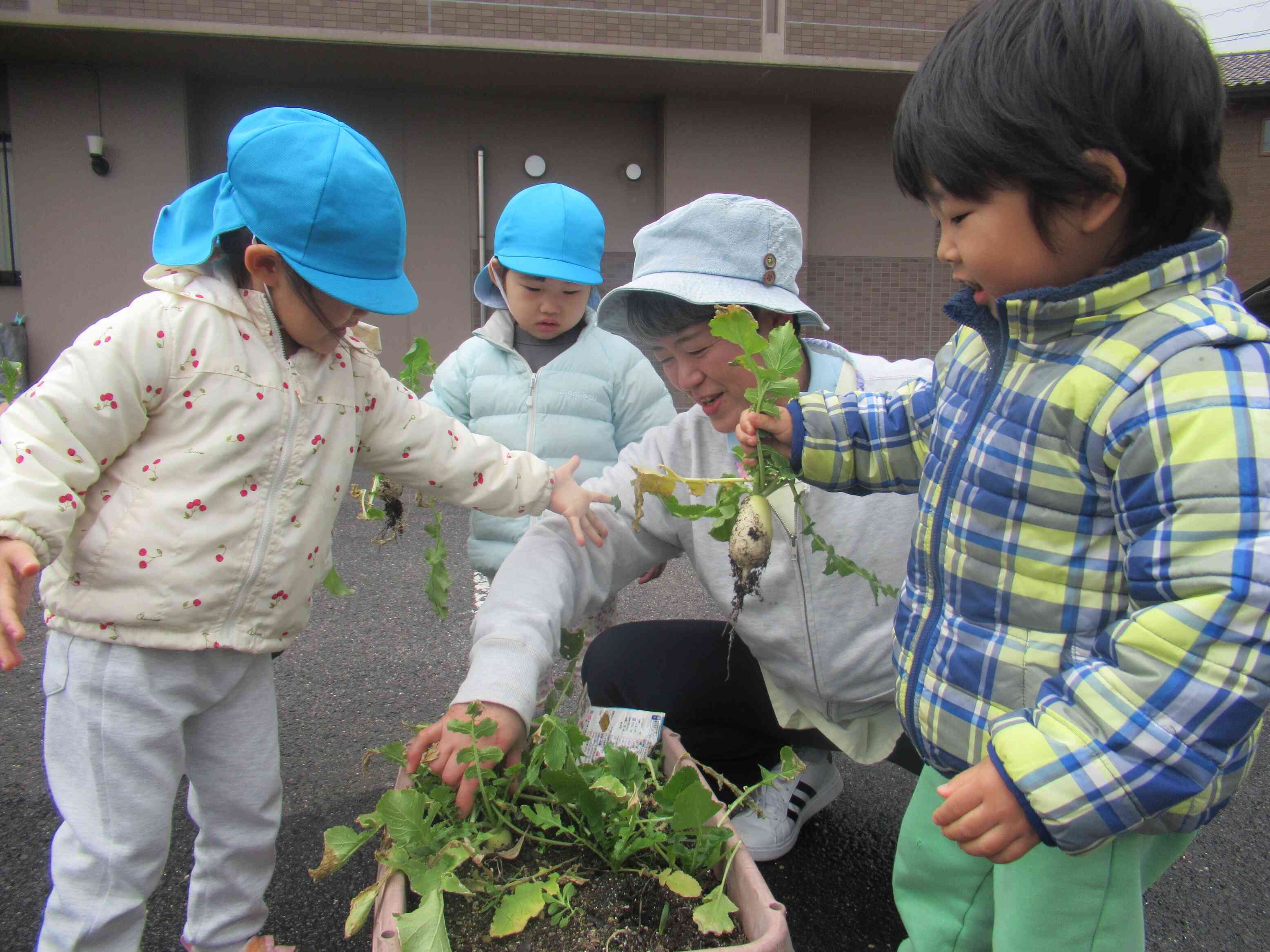 大根を全部抜くよ