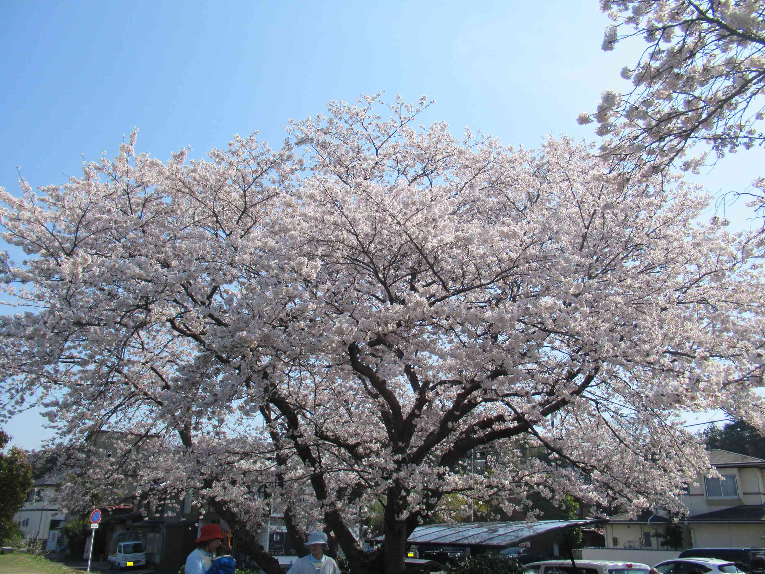 お花見をしたよ