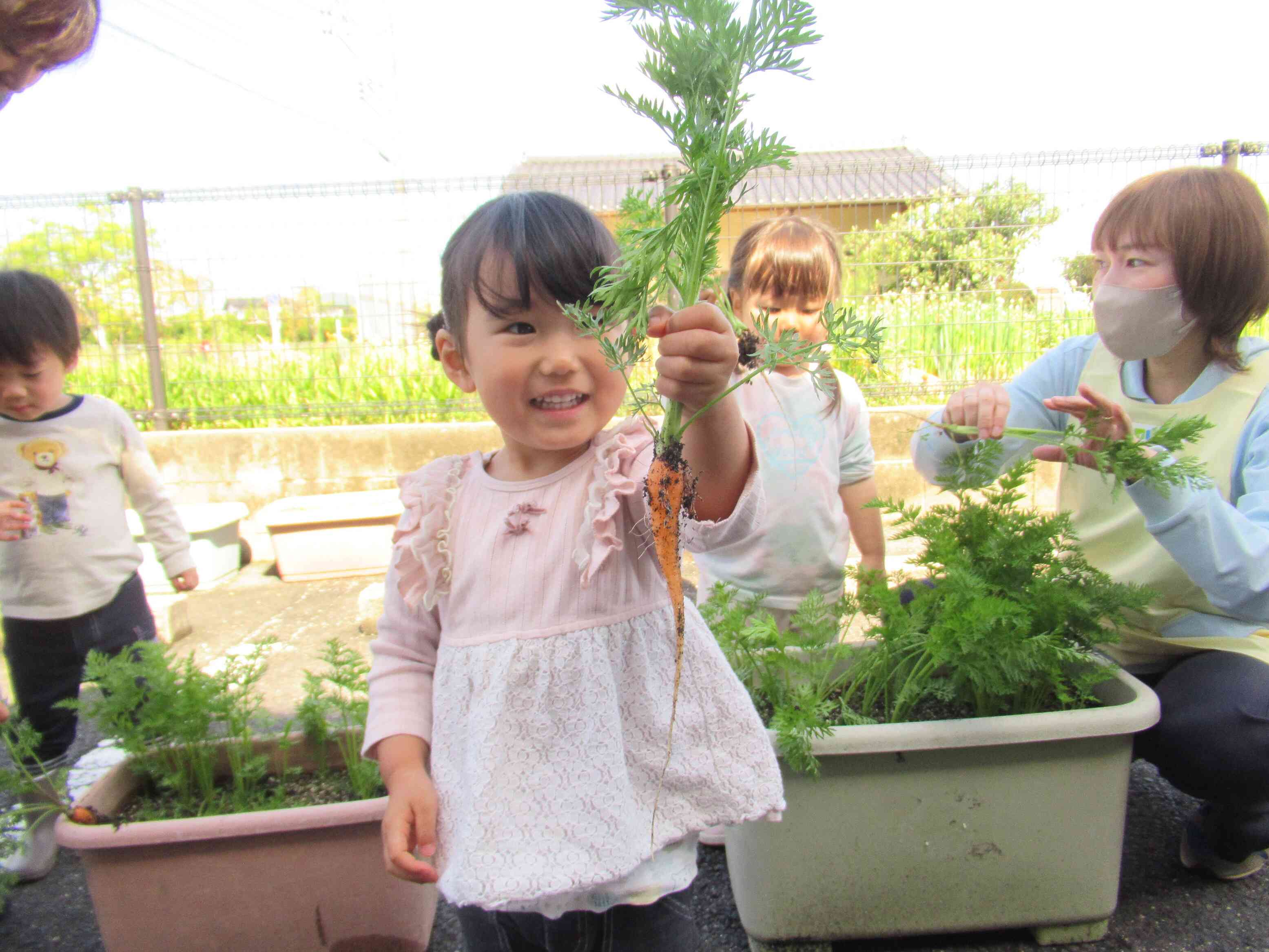 赤ちゃんニンジン