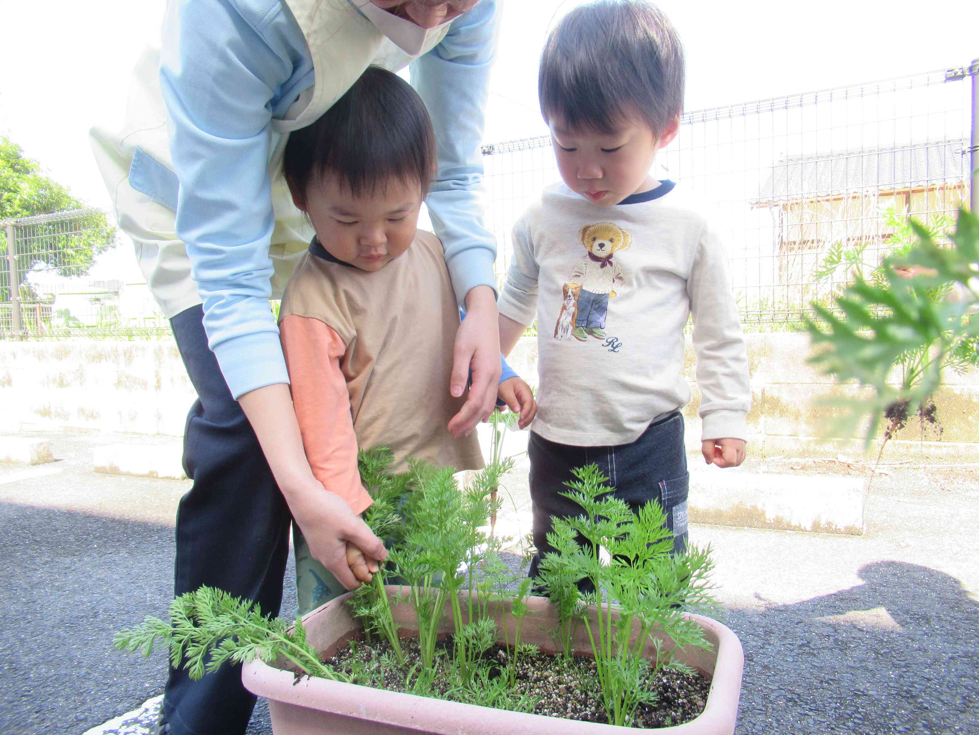 ニンジンできているかな？