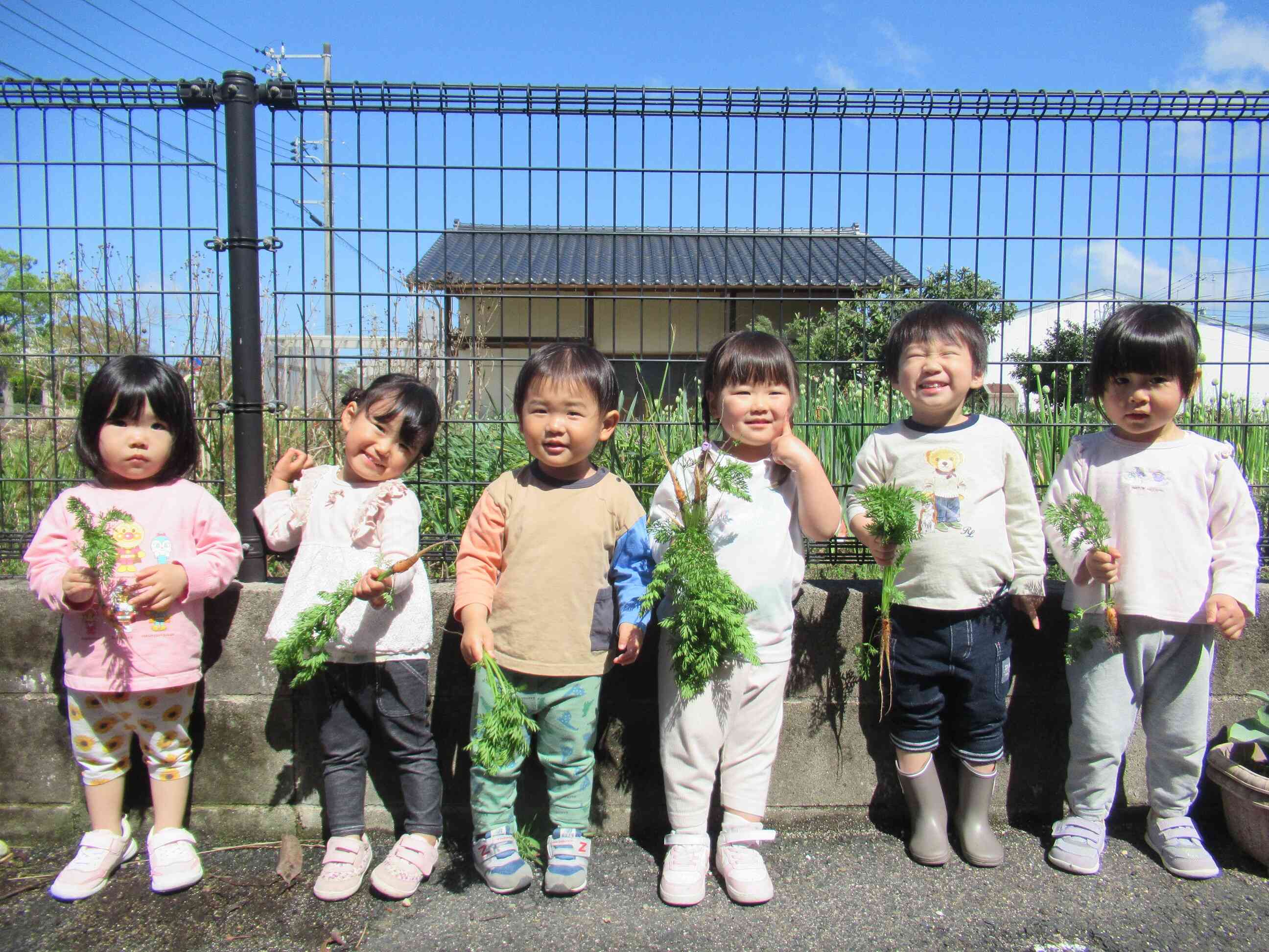 ニンジンができてたよ