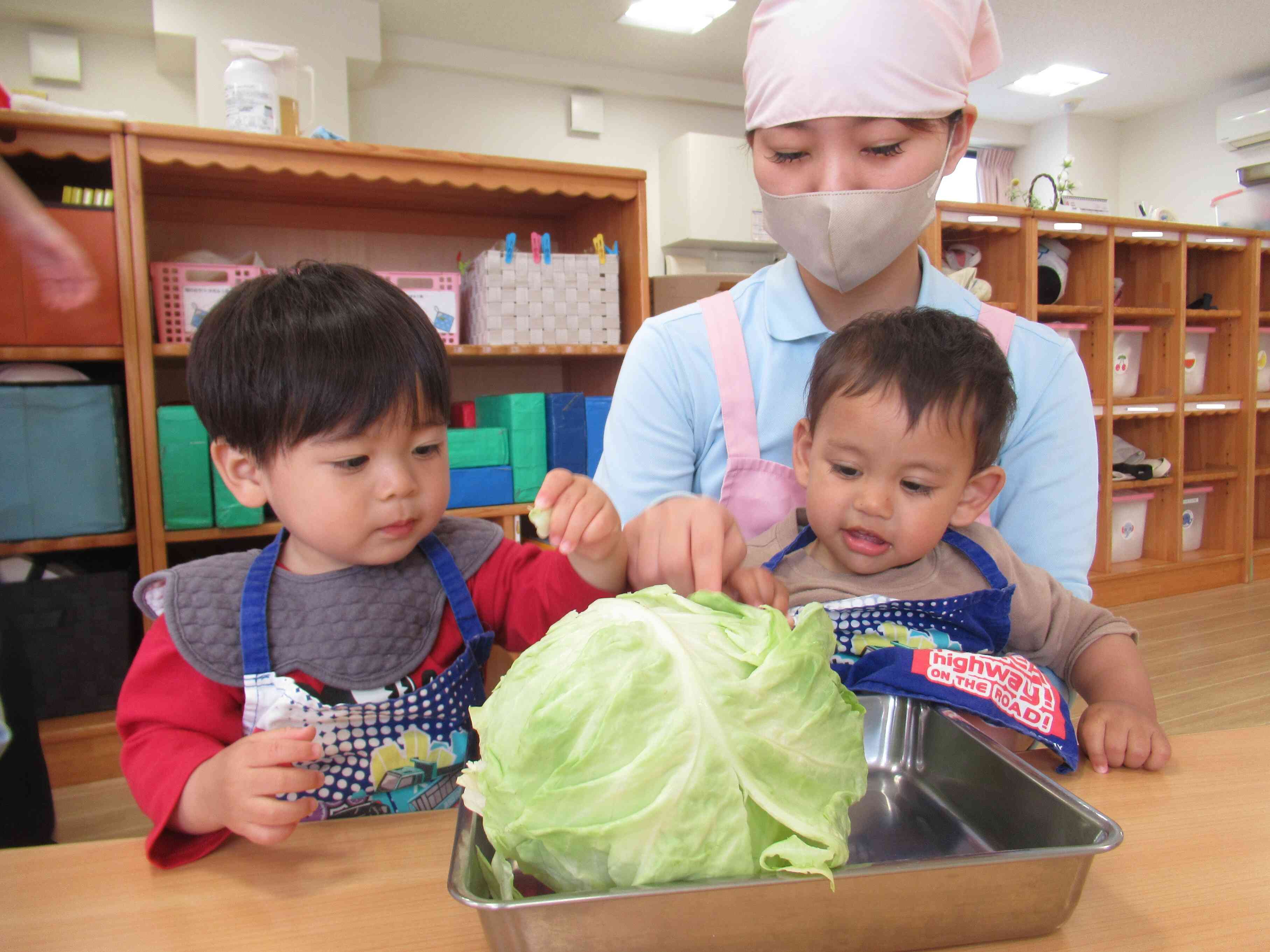 大きな春キャベツだね