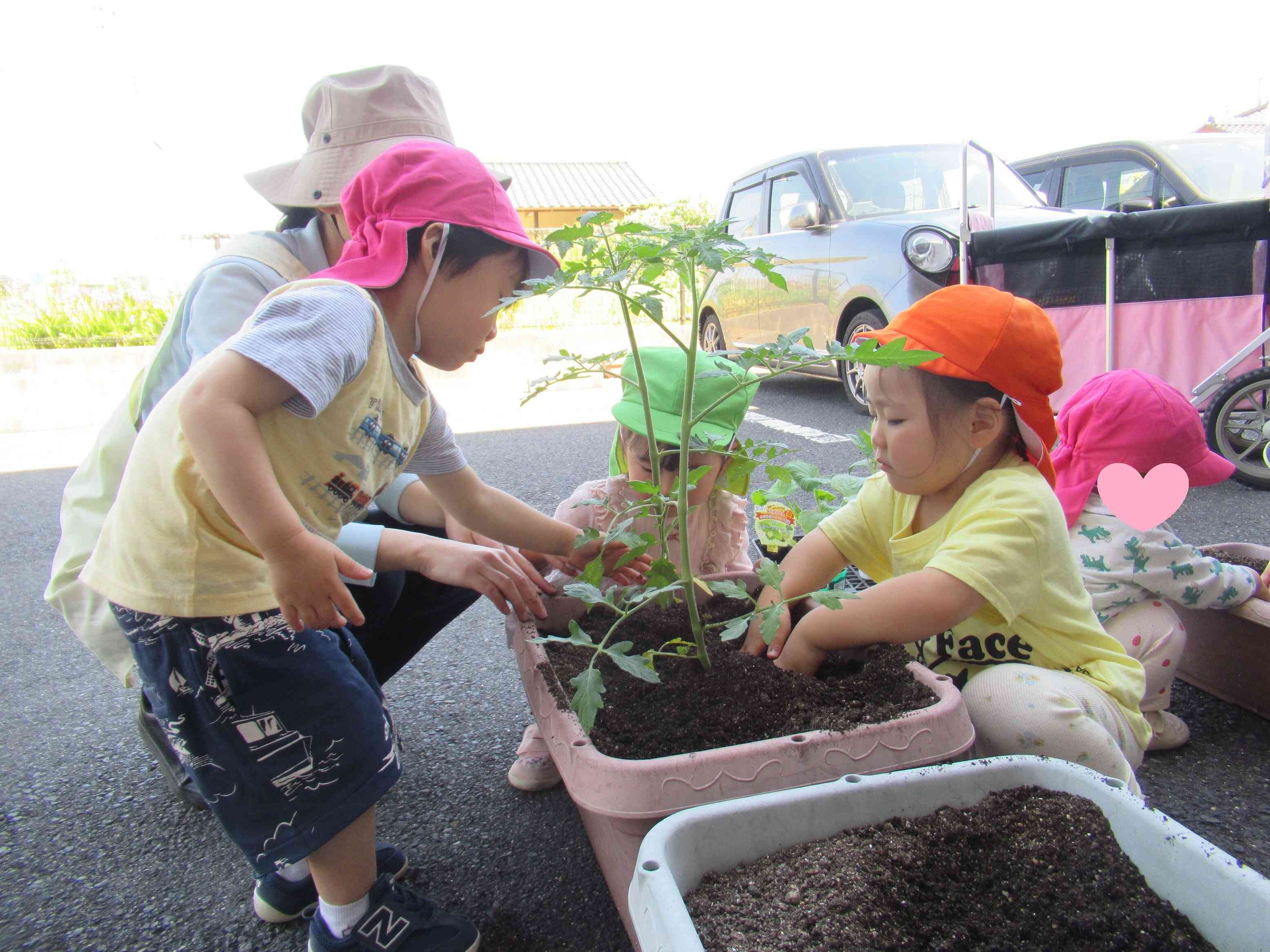 野菜の苗植え