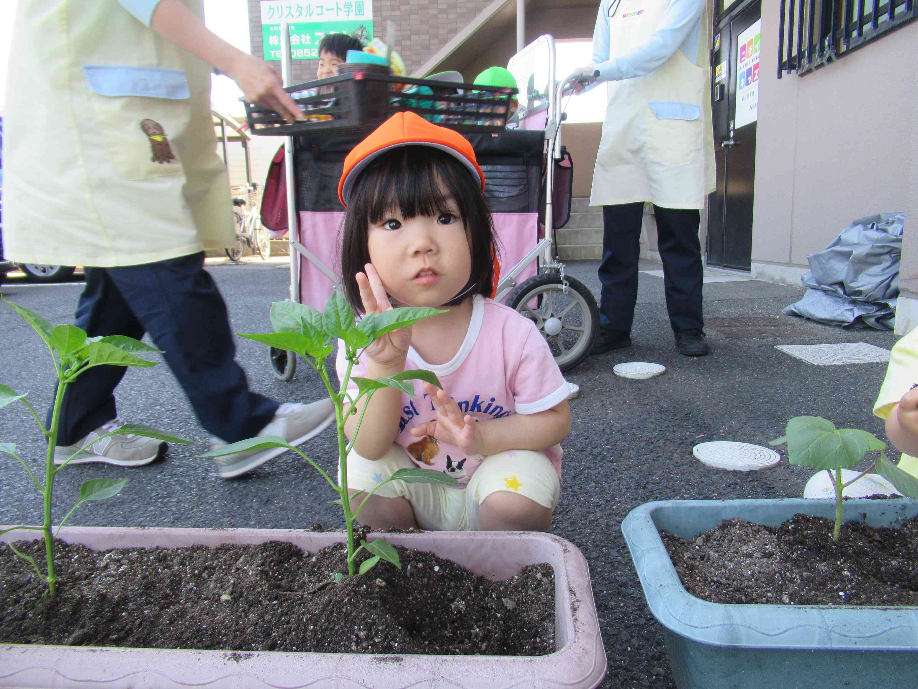 野菜ができるのが楽しみだね。
