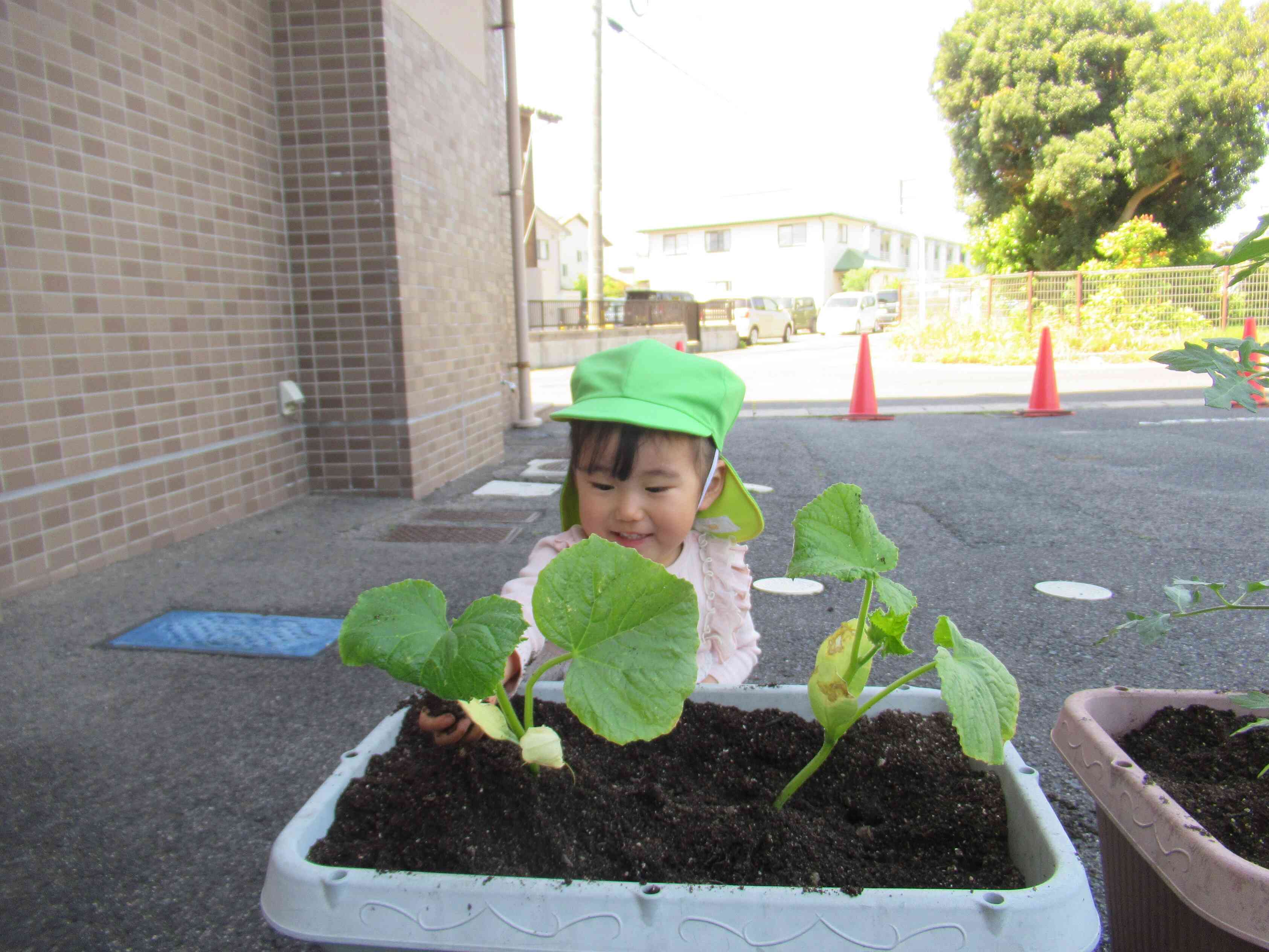 “お野菜、チクチクしてるよ”