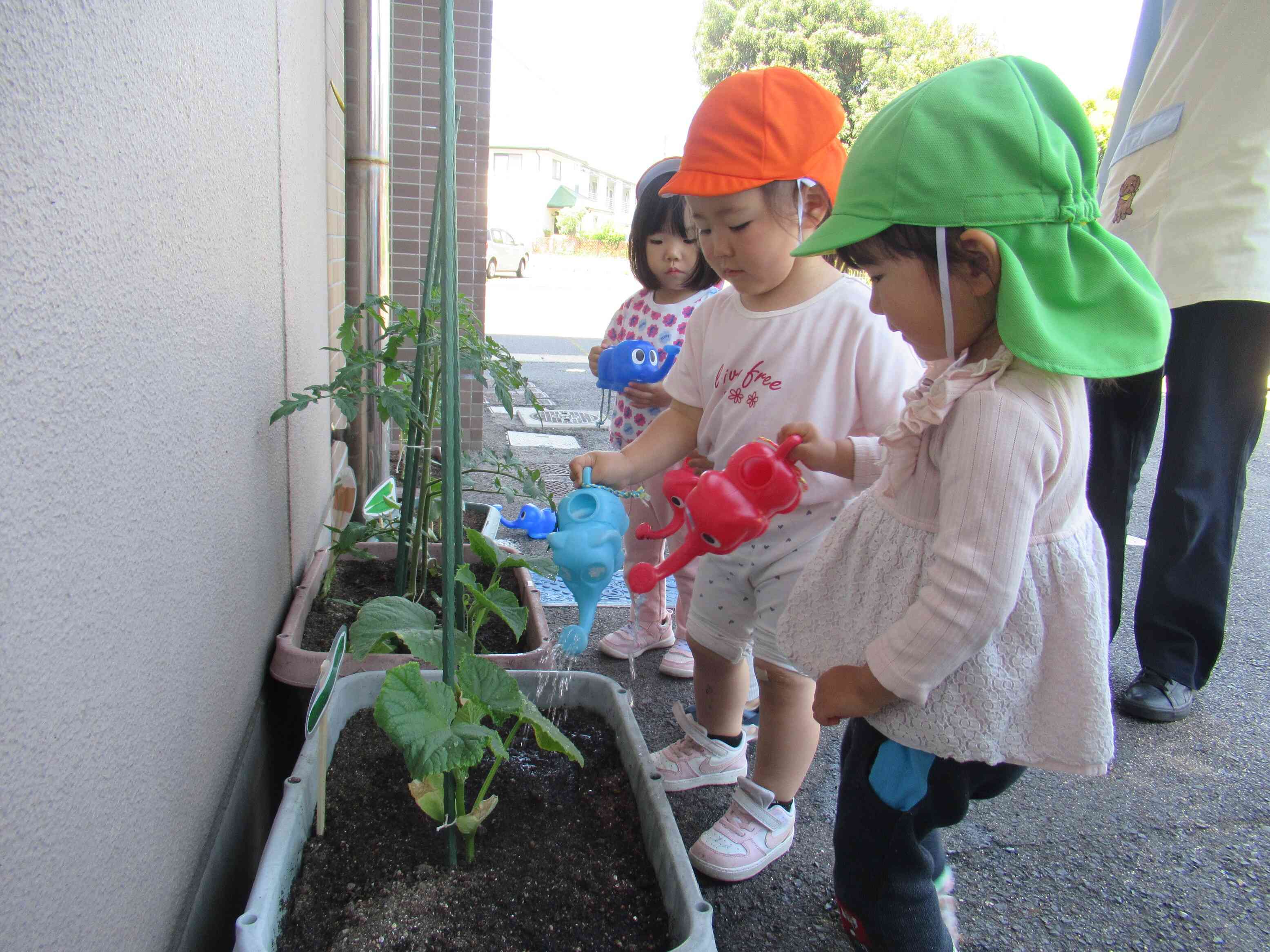野菜の水やりをしたよ