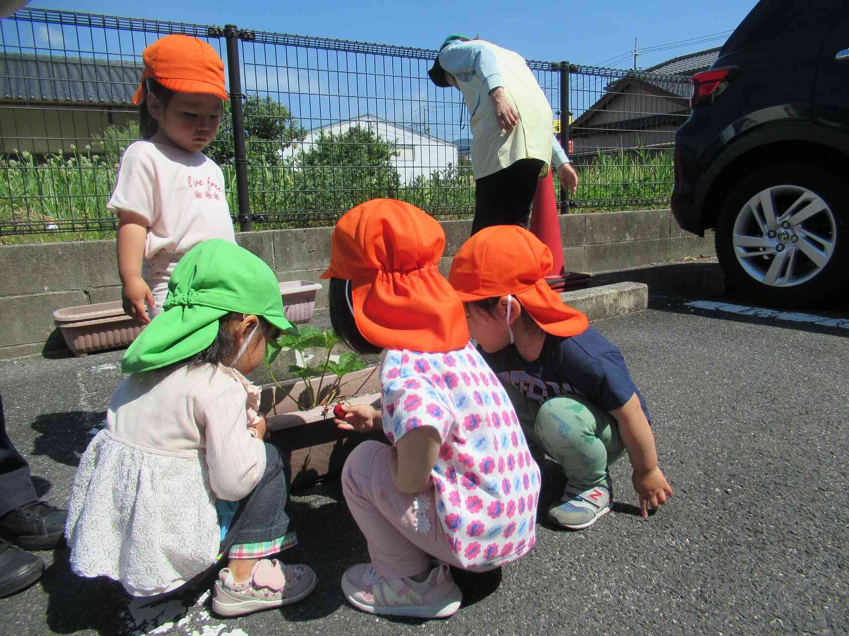 いちごができてる‼