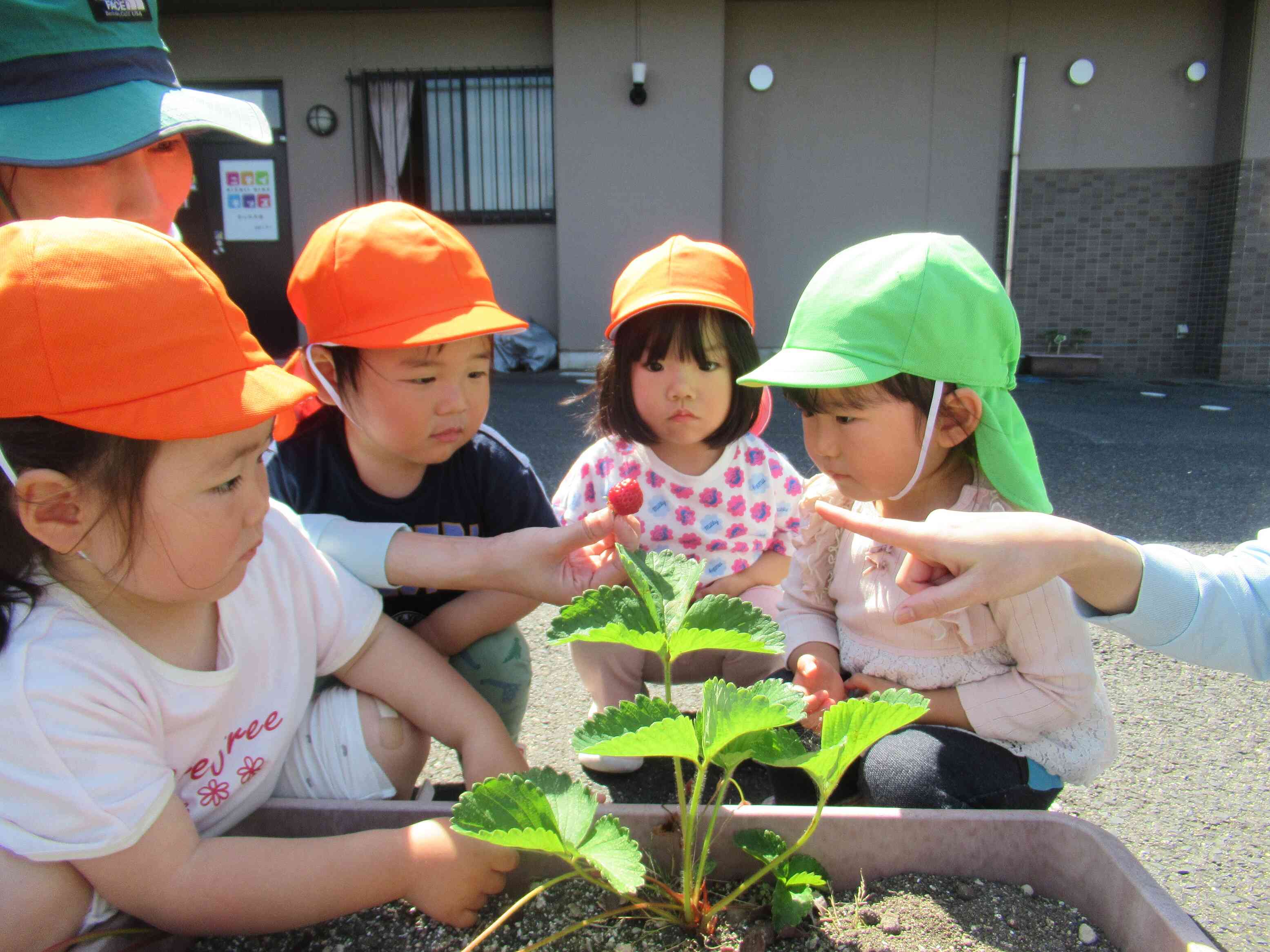いちごができてたよ