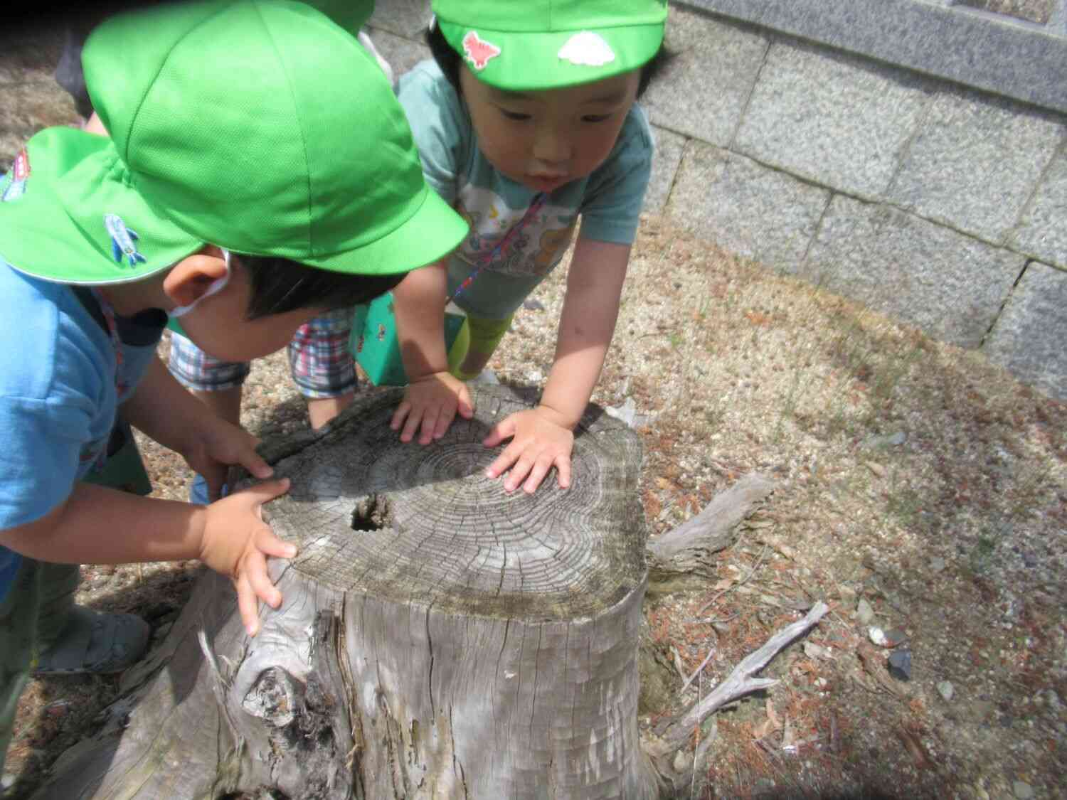 穴が開いている…何かいるかな？