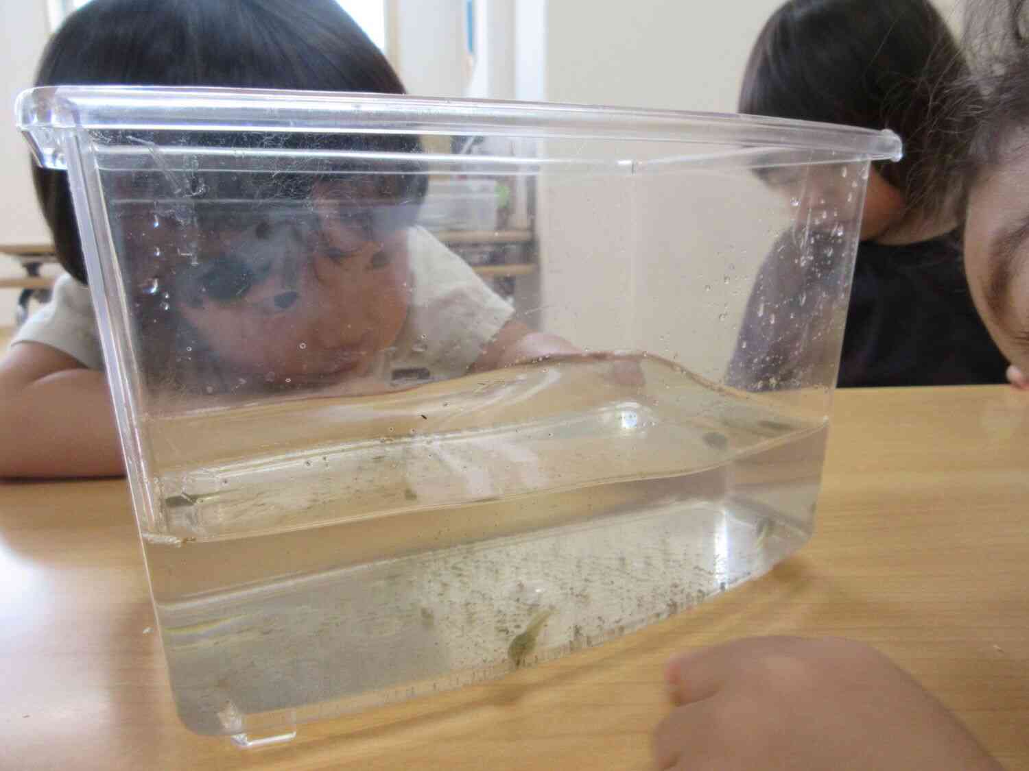 カエルの手足が出ている所も見ていました◎