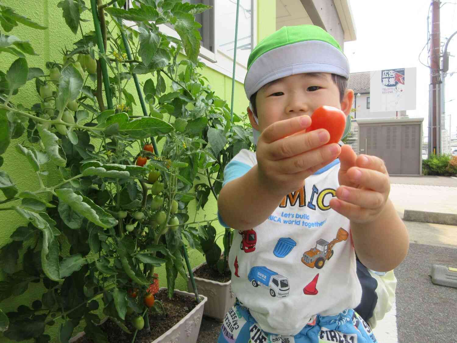 うさぎ組☆みんなで育てた夏野菜の収穫！