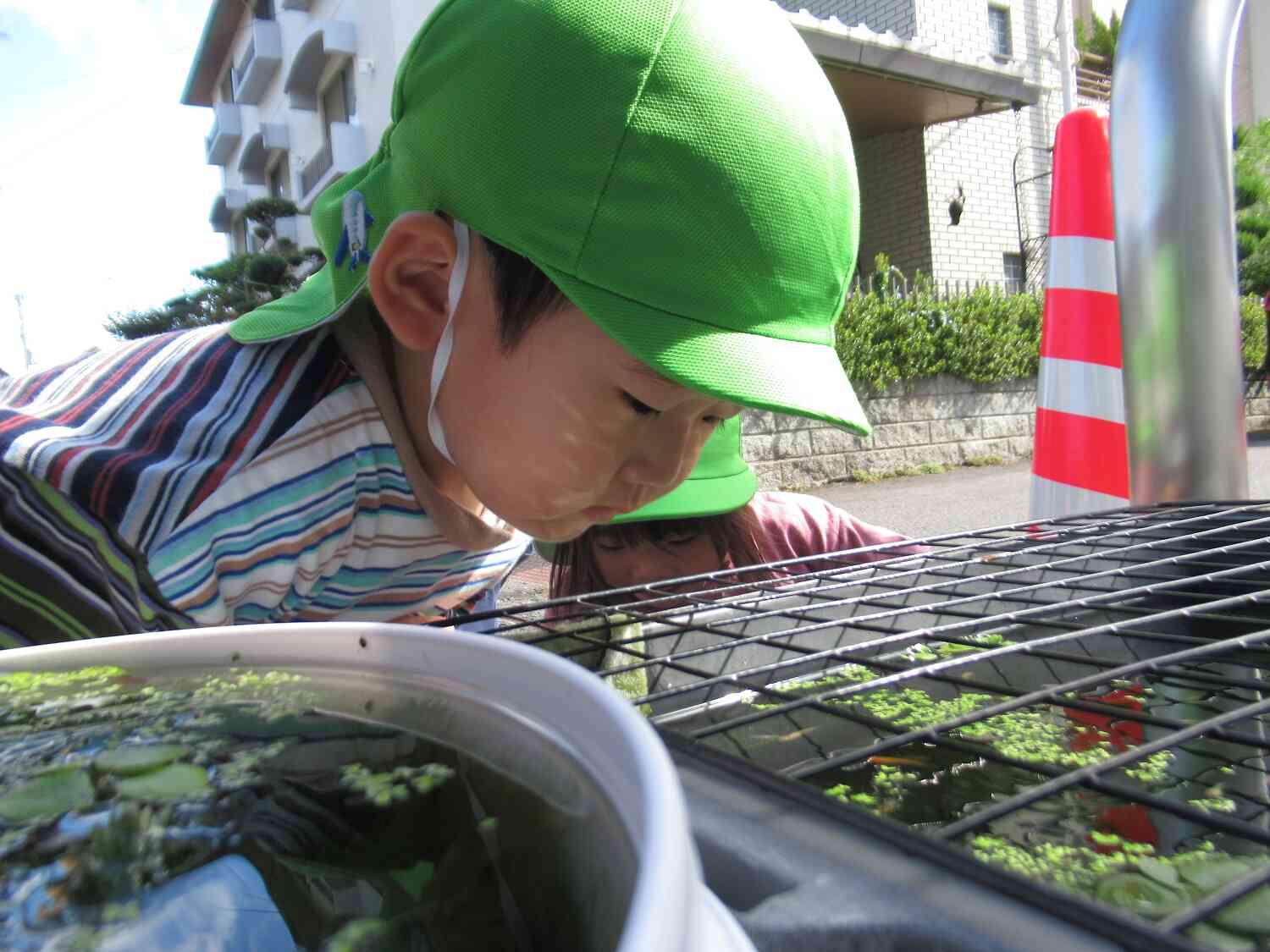 いろんな種類のメダカがいたよ!