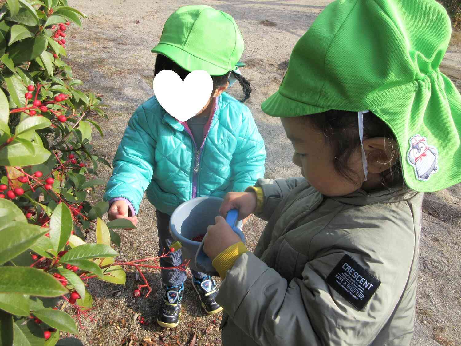 南天かな?赤い実を摘んで、何につかおうかなあ