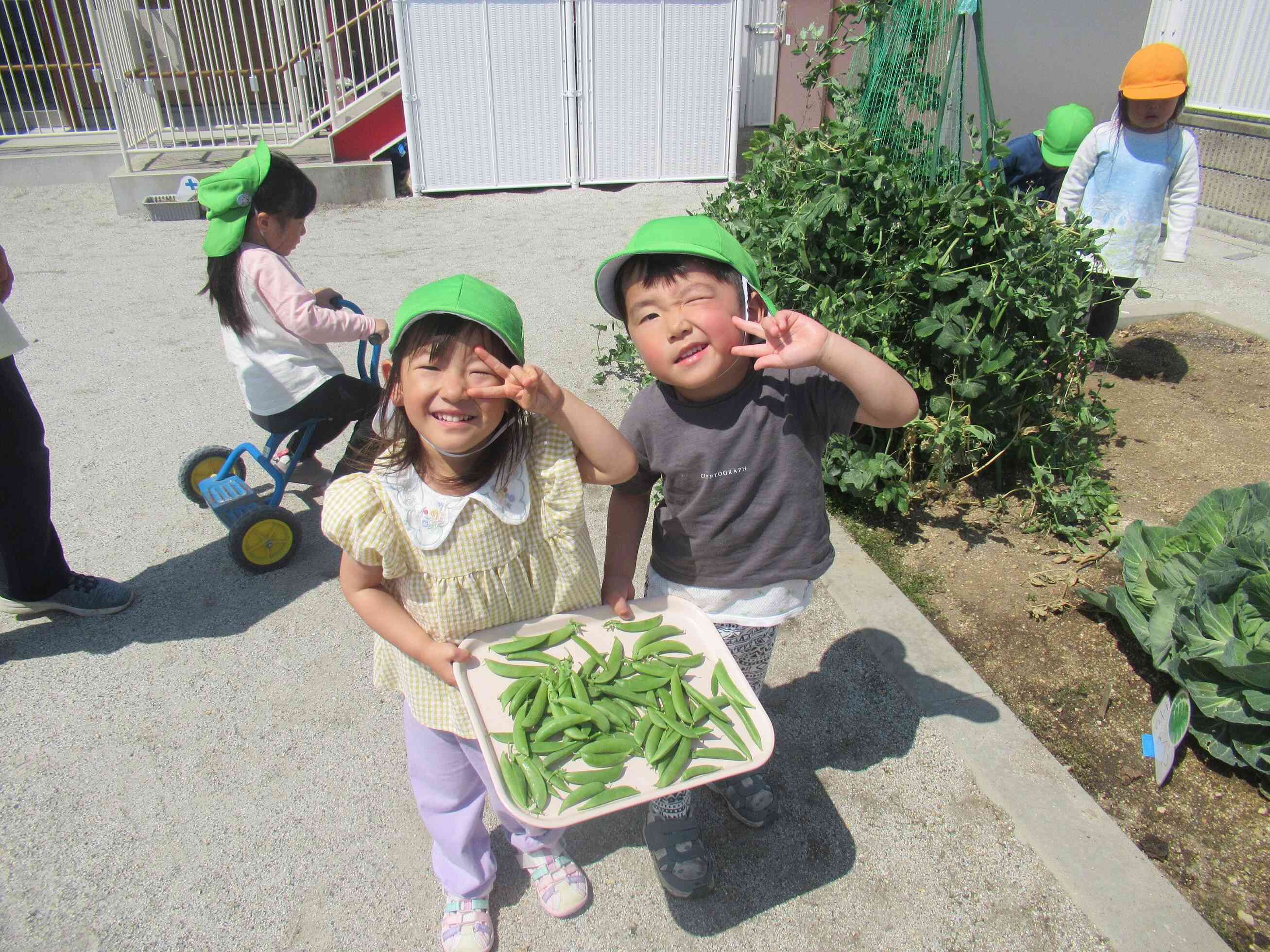 番外編！スナップエンドウの収穫もばっちり☆