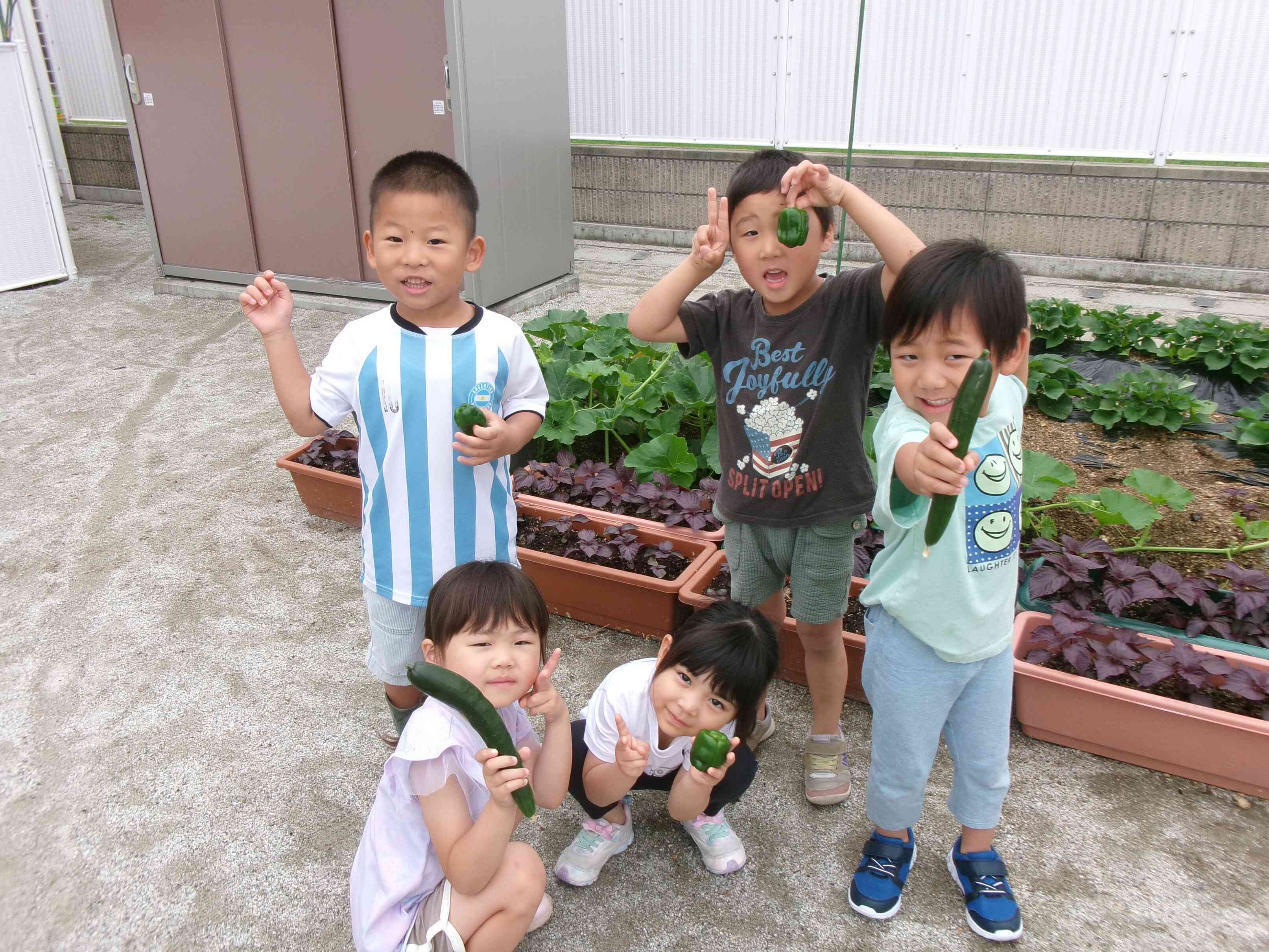 ☆夏野菜を収穫したよ☆ぱんだ組