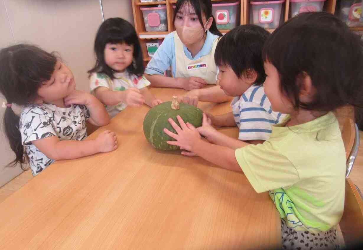 かぼちゃの観察