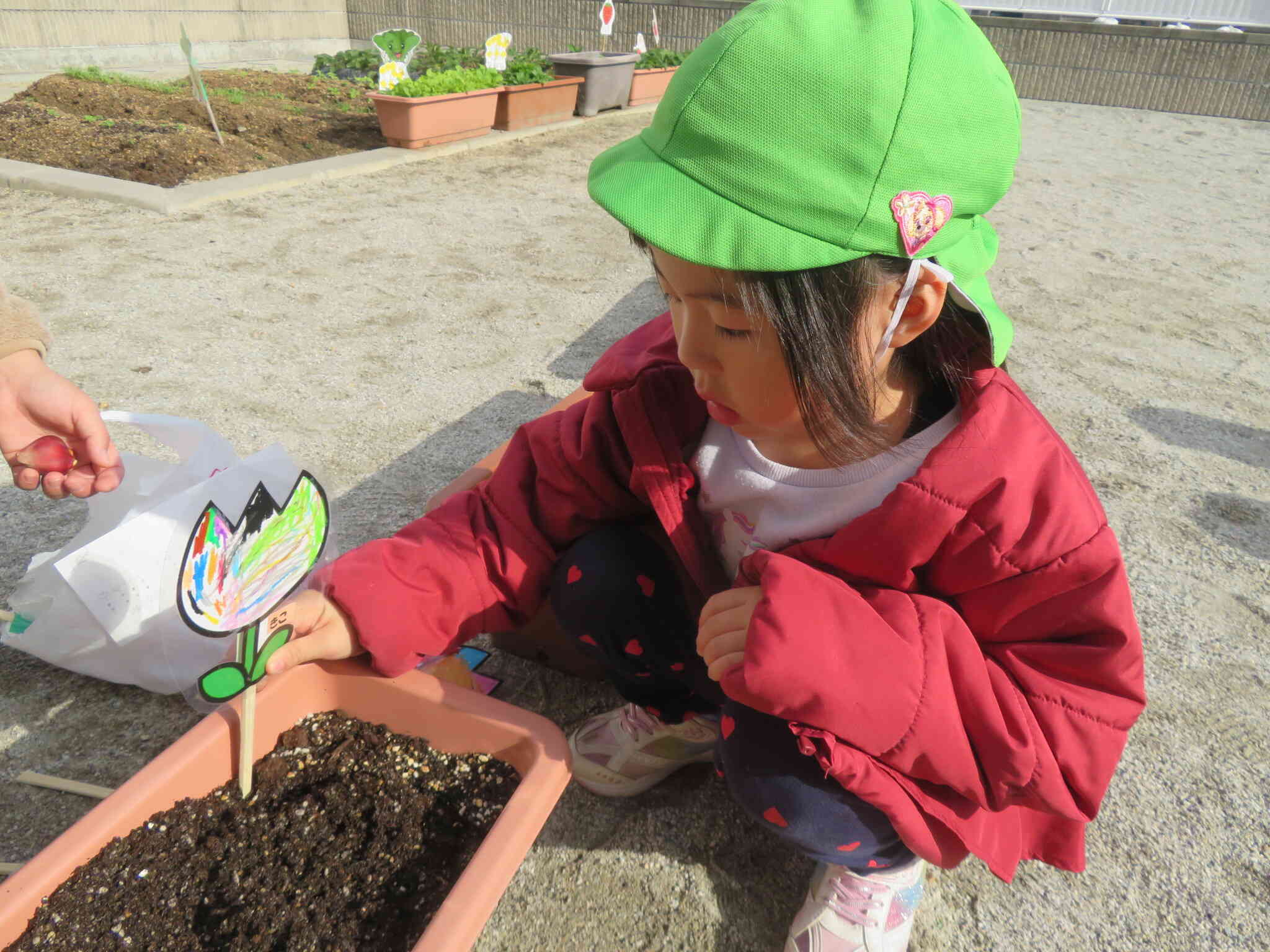 私のチューリップはここ☆