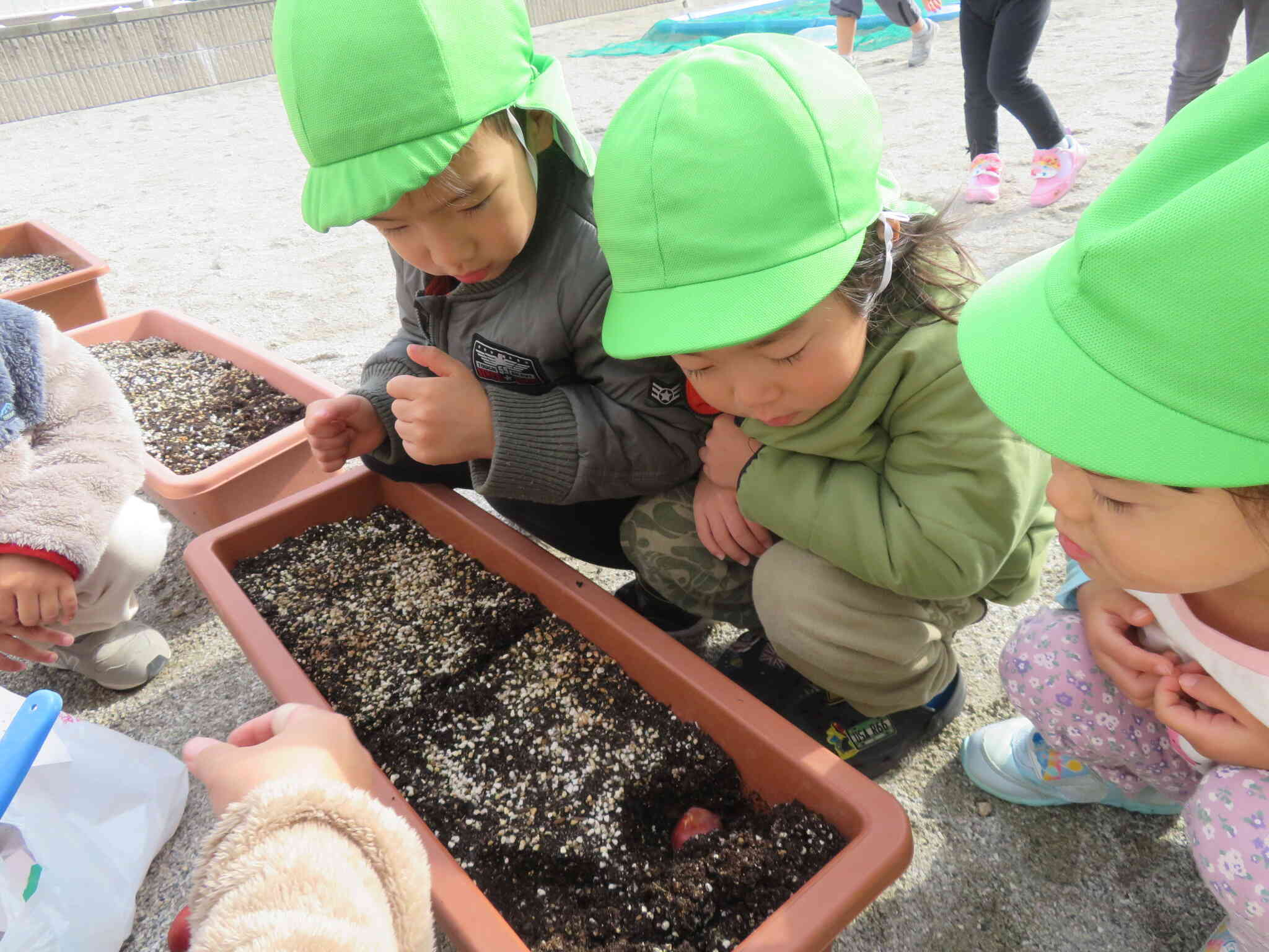 こうやって植えるのね☆