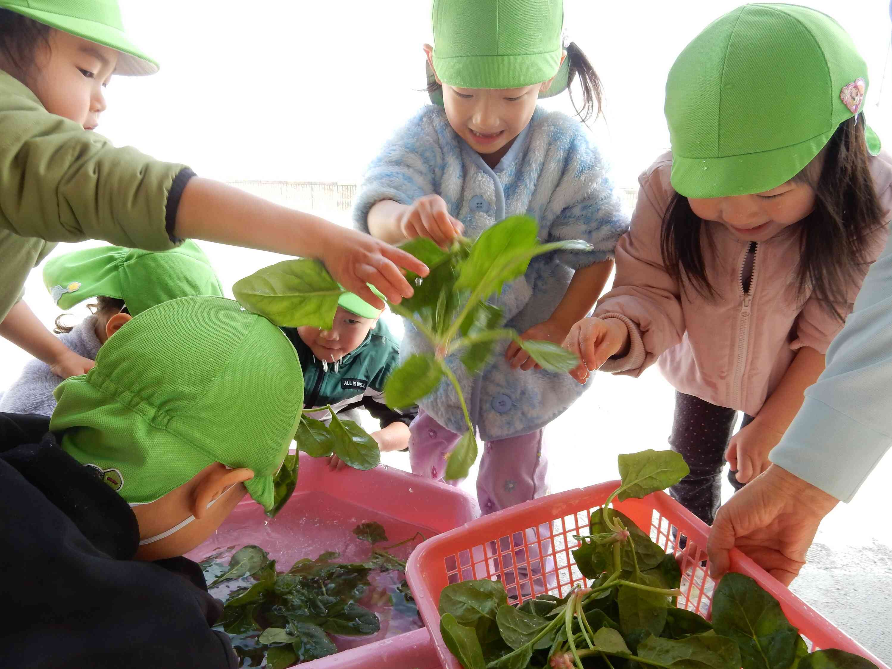 号外！ほうれん草を洗います☆