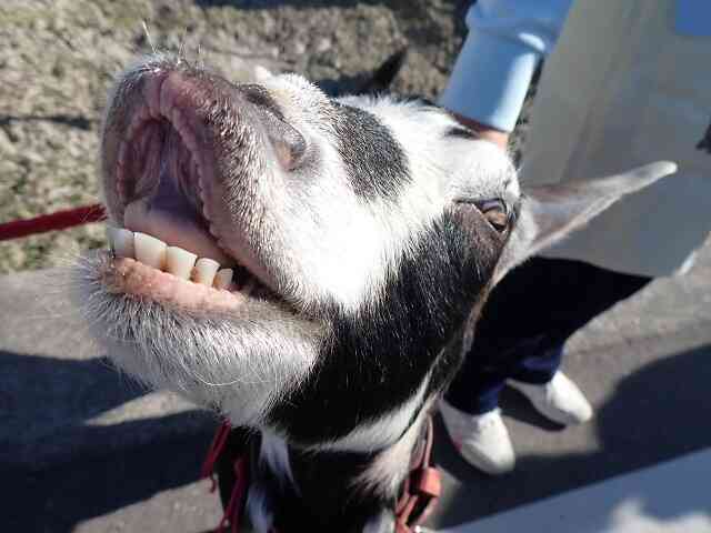 アーキペラゴ創作活動　ヤギのはっちゃんが来たよ！