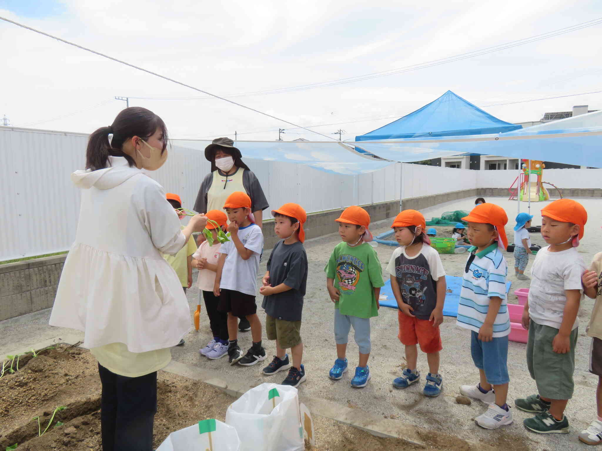 サツマイモのつるの植え方を子どもたちに伝えます！