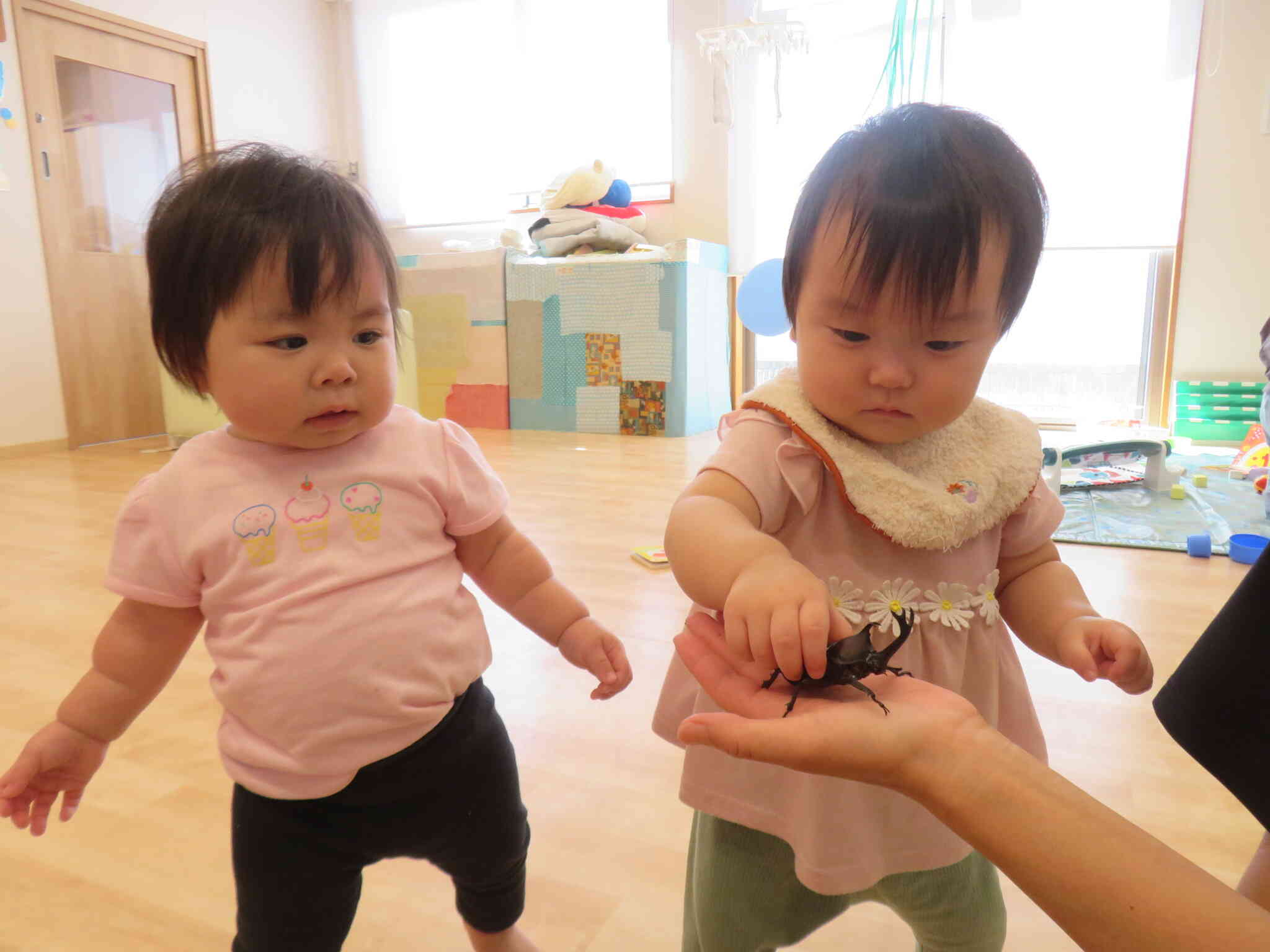 カブトムシがやってきた！！（ひよこ組０歳児）