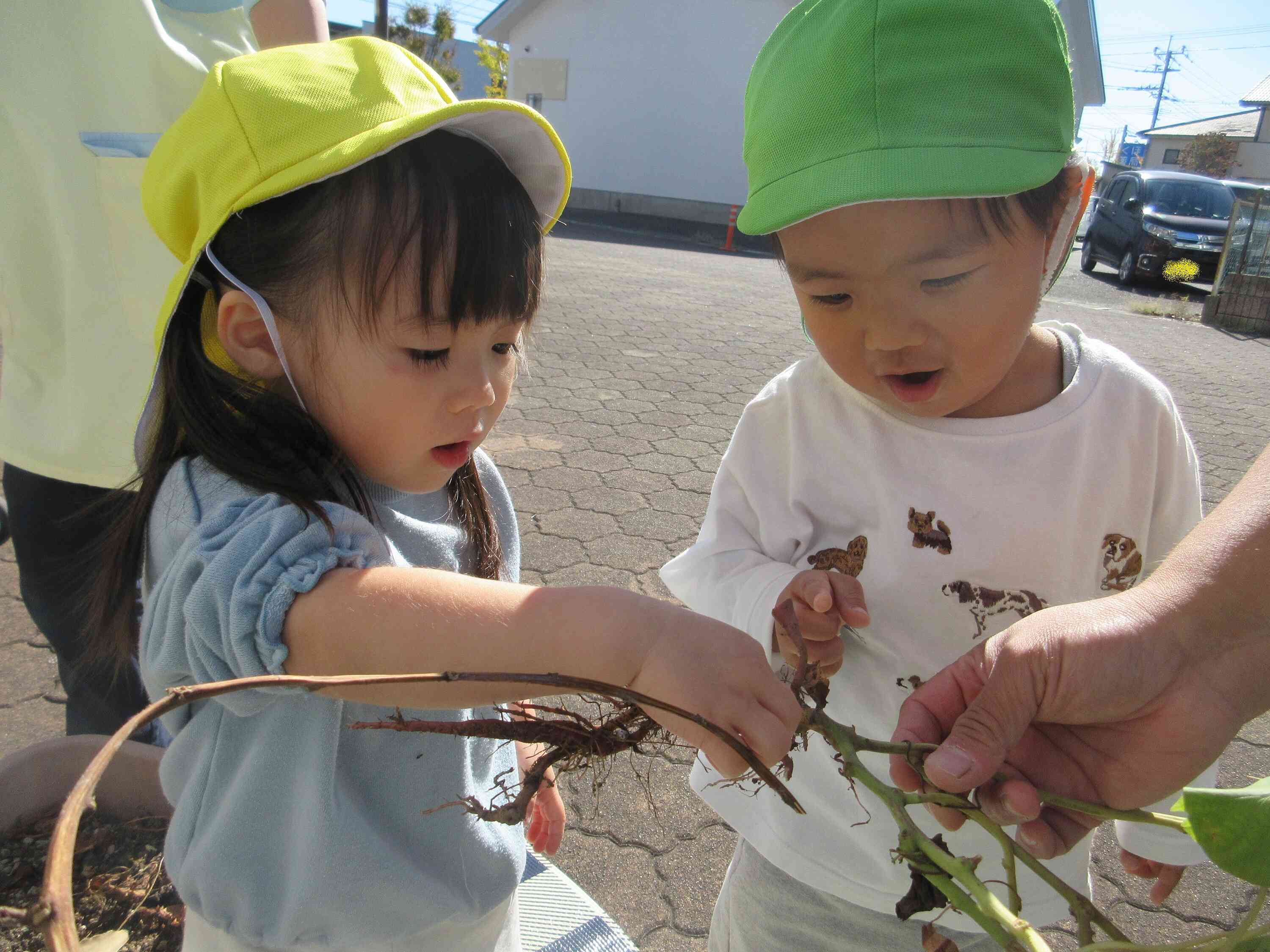 ちっちゃなサツマイモを見て、さつまいもだぁ！と喜んでいました♪