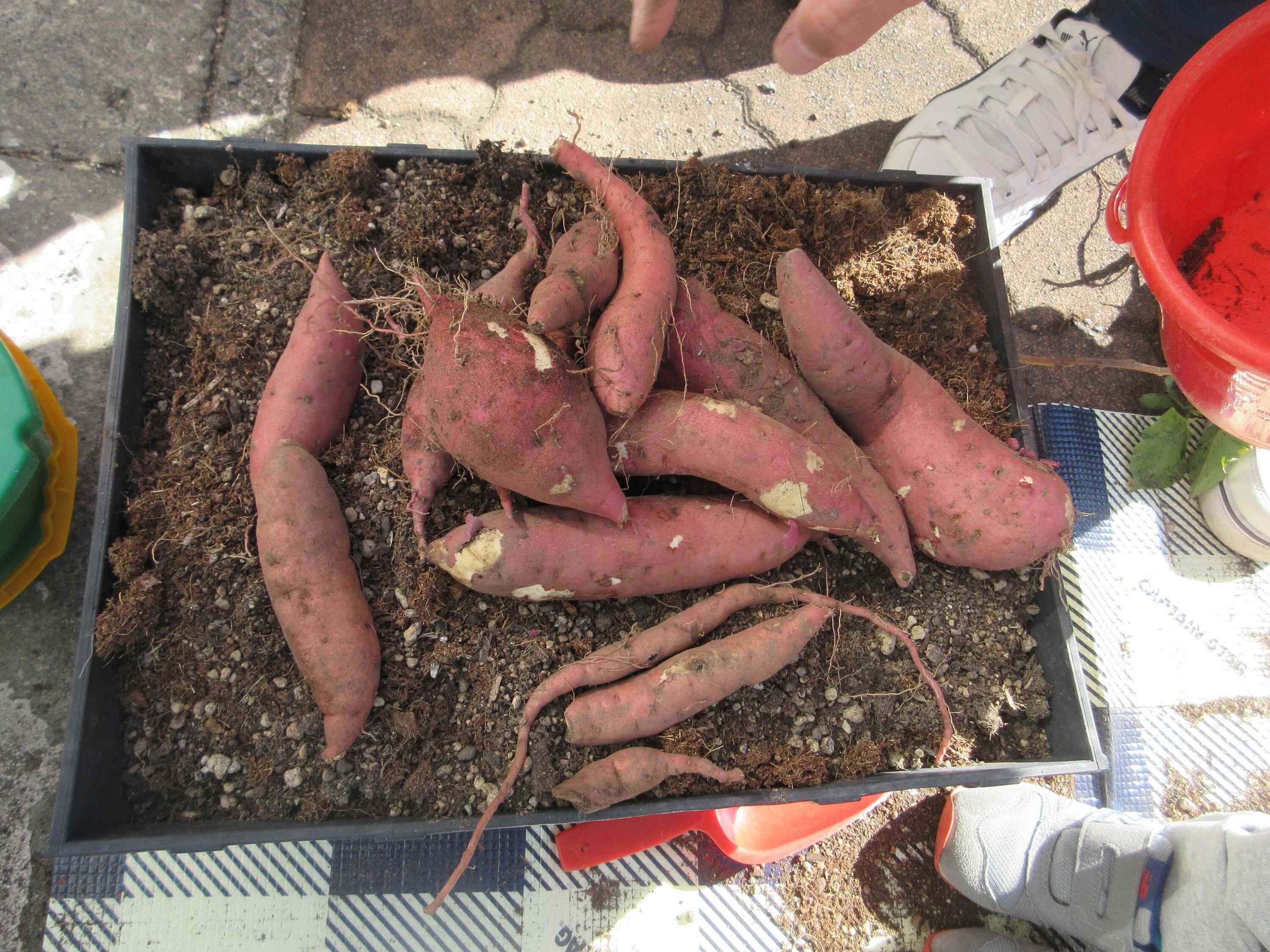 収穫できたさつまいもはお給食で食べようね！