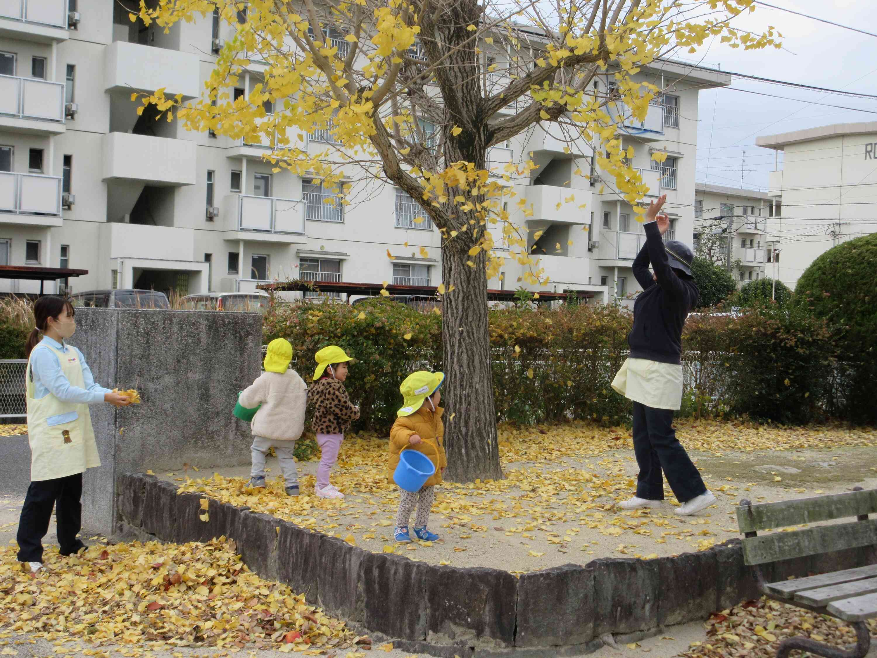 イチョウの葉っぱがいっぱい！！