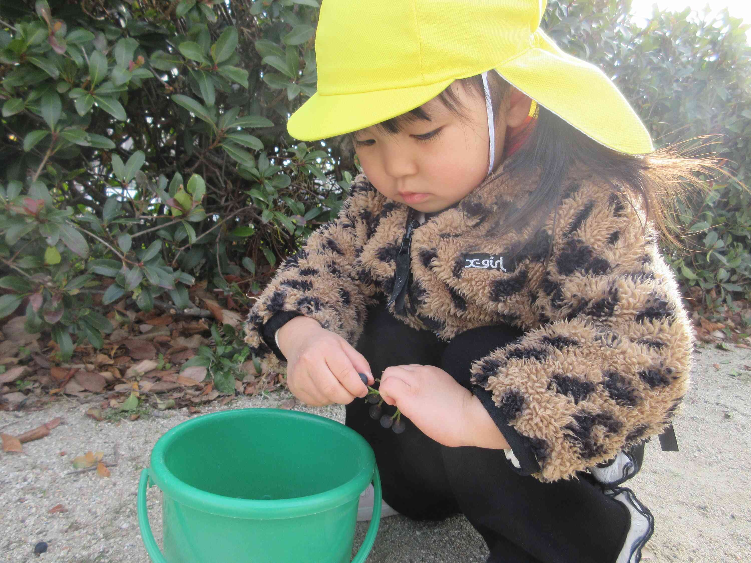 木の実集めに大忙しのお友だちでした♪