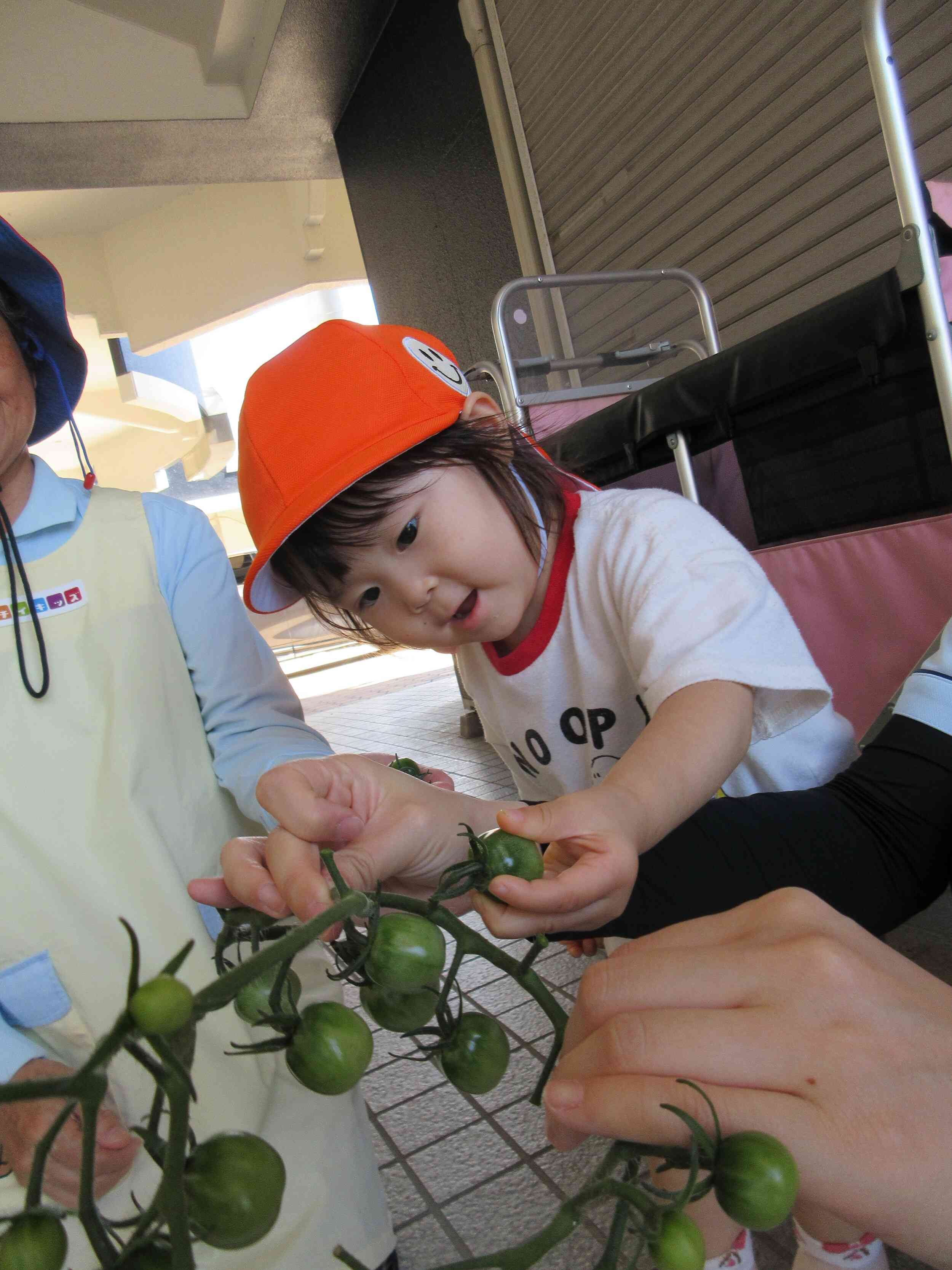 ～食育～夏野菜にふれました♪