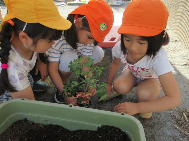 野菜の苗植え！　５歳児