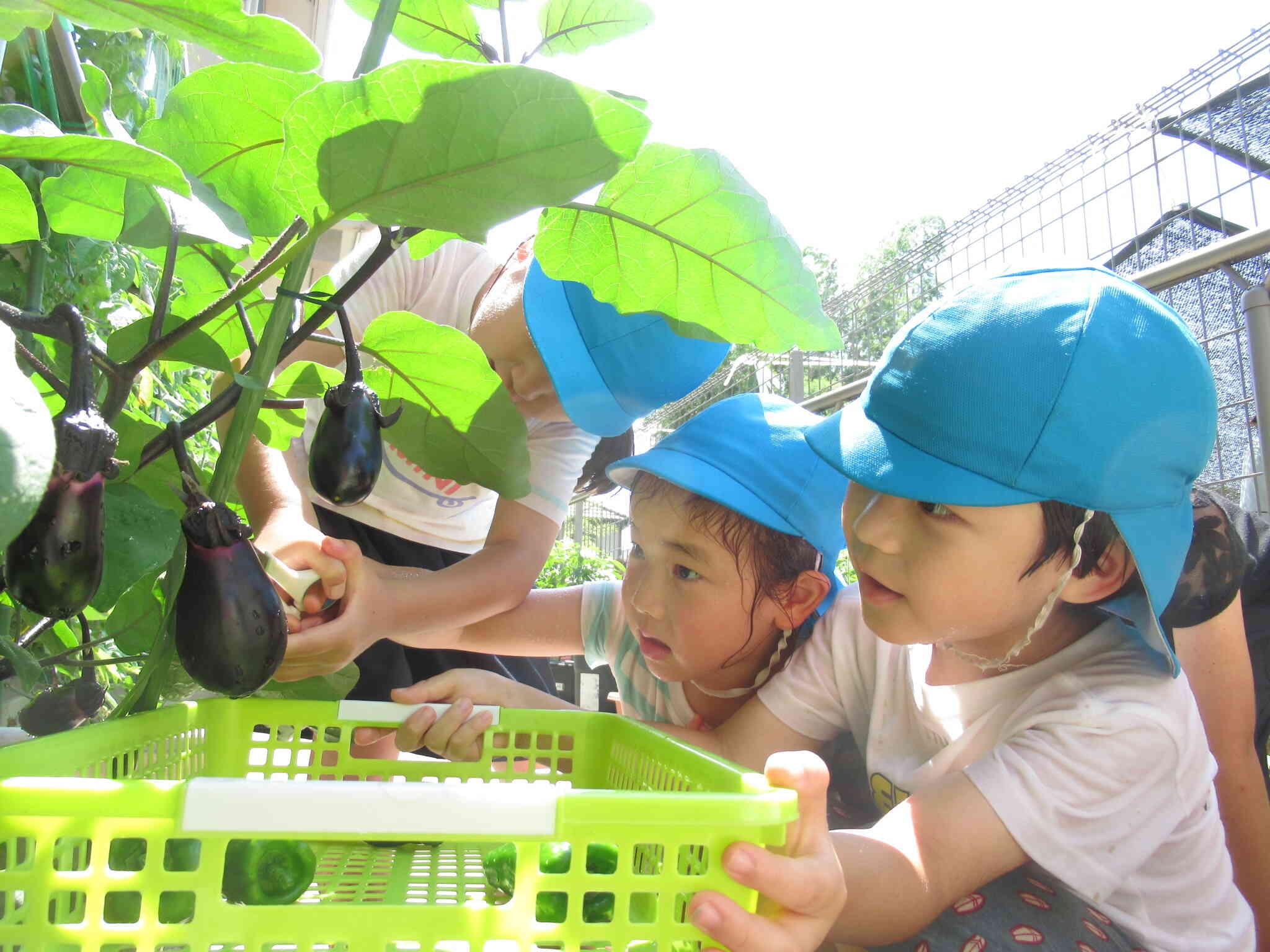 5歳児～自分たちで育てた野菜を収穫～「ここいいのかな？」と慎重に‼