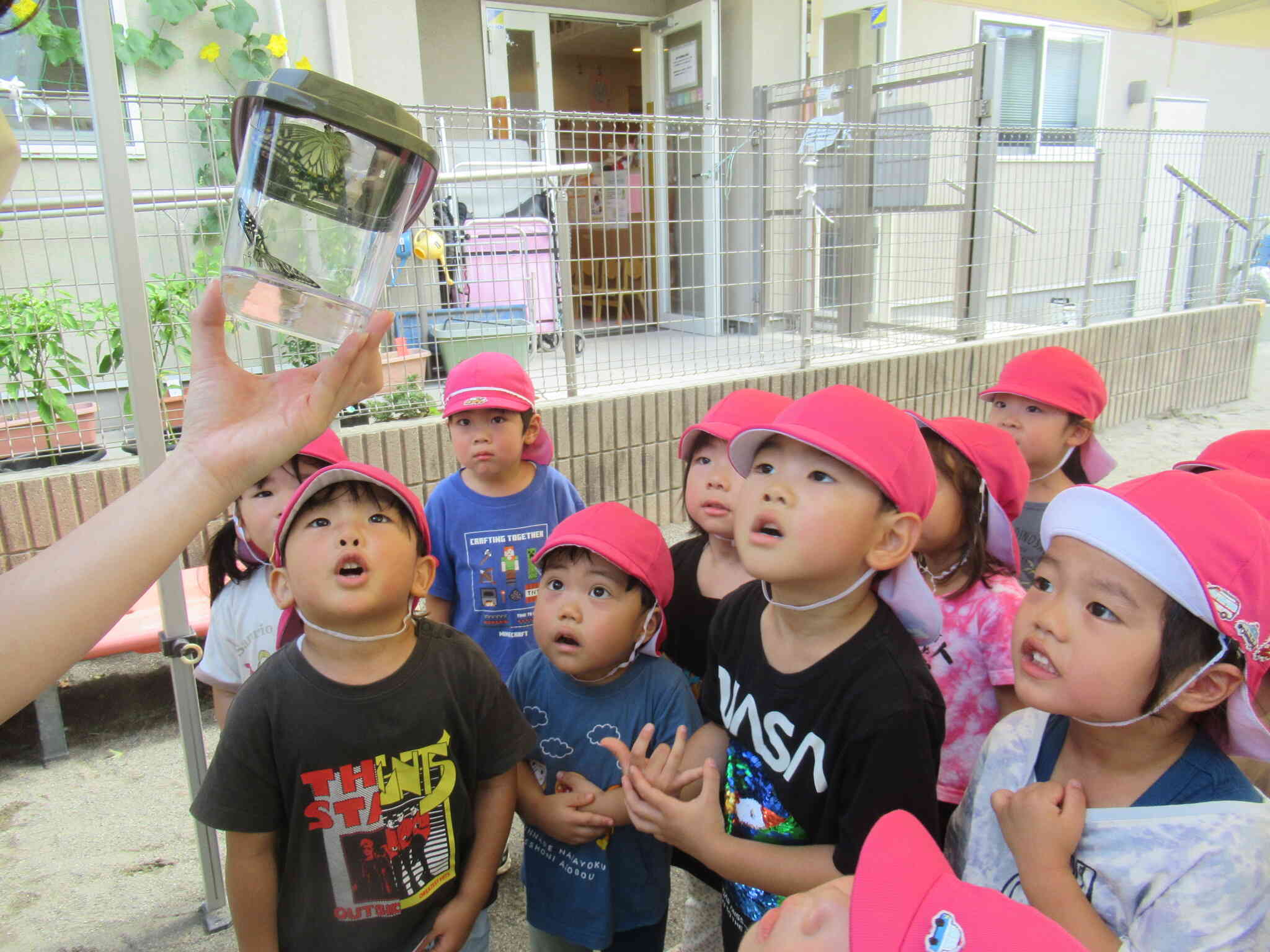 ３歳児～虫博士たちが大集合～さなぎがアゲハ蝶に!!