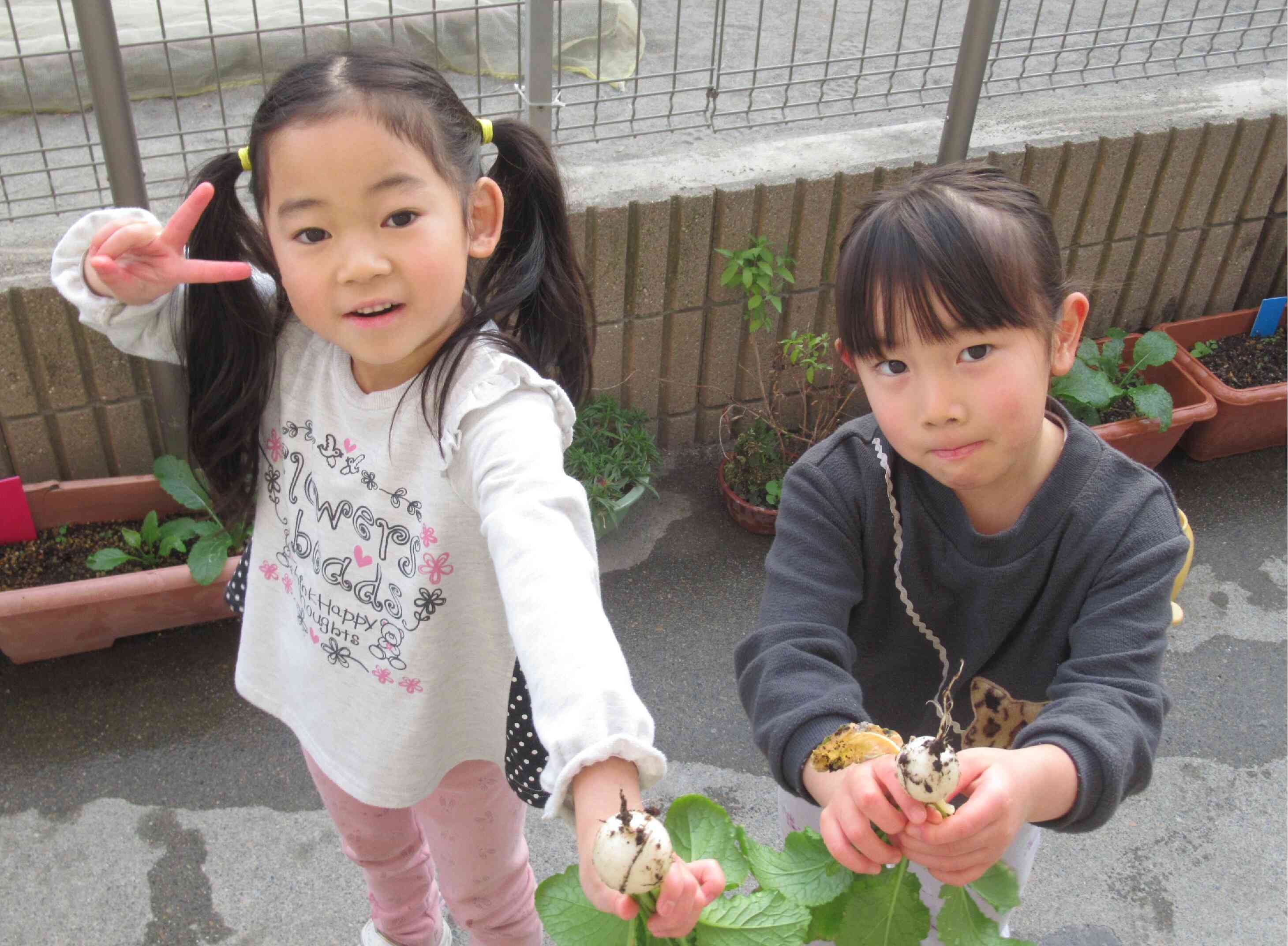 カブを収穫～5歳児きりん組～