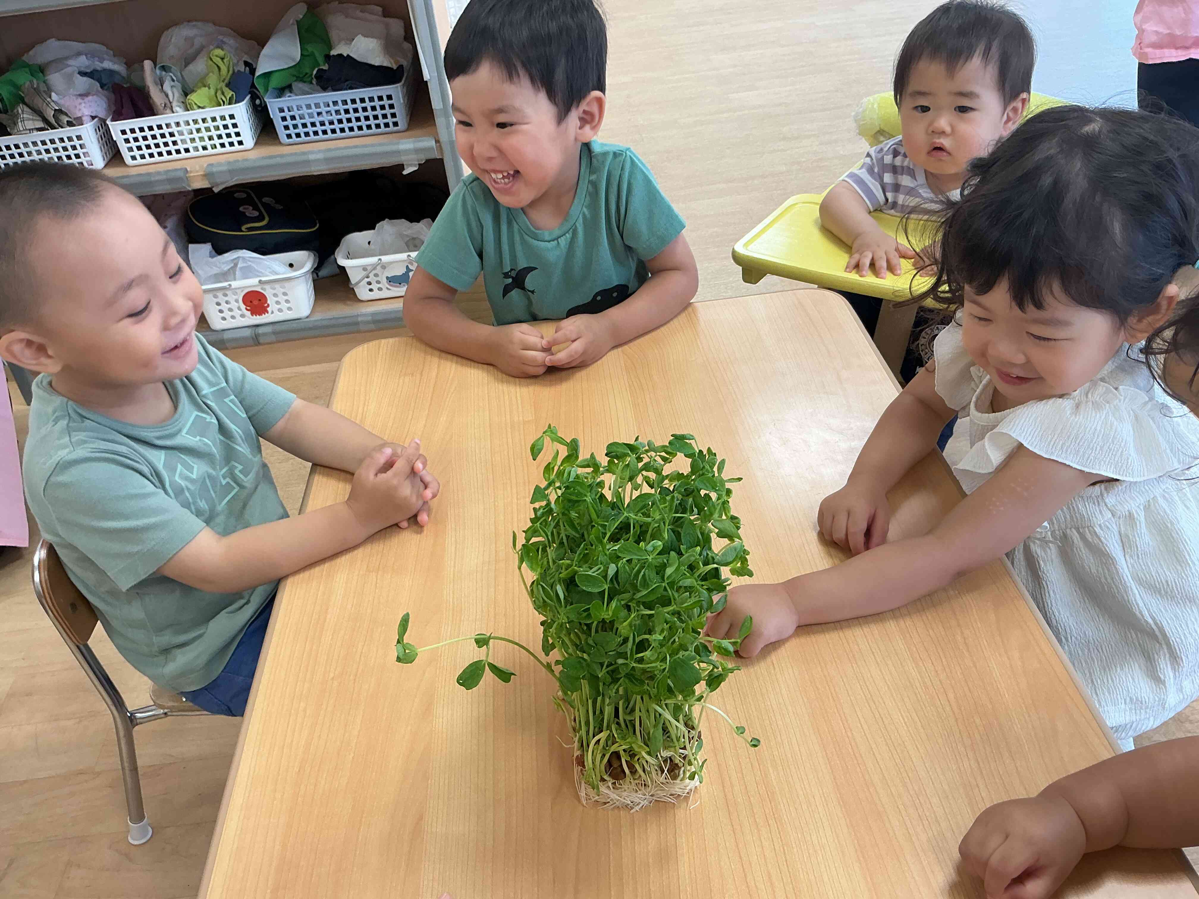 ⭐︎食育（豆苗）⭐︎