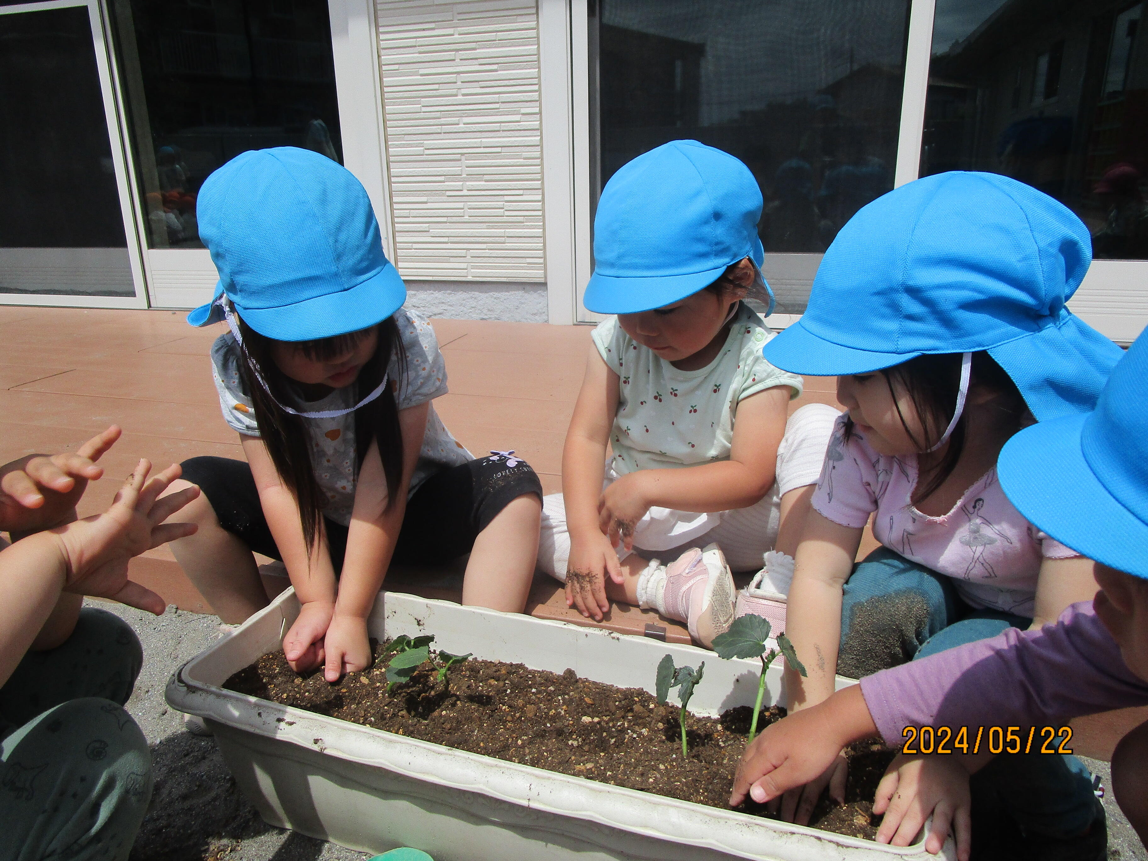 野菜の苗を育てよう！（３、４、５歳児）