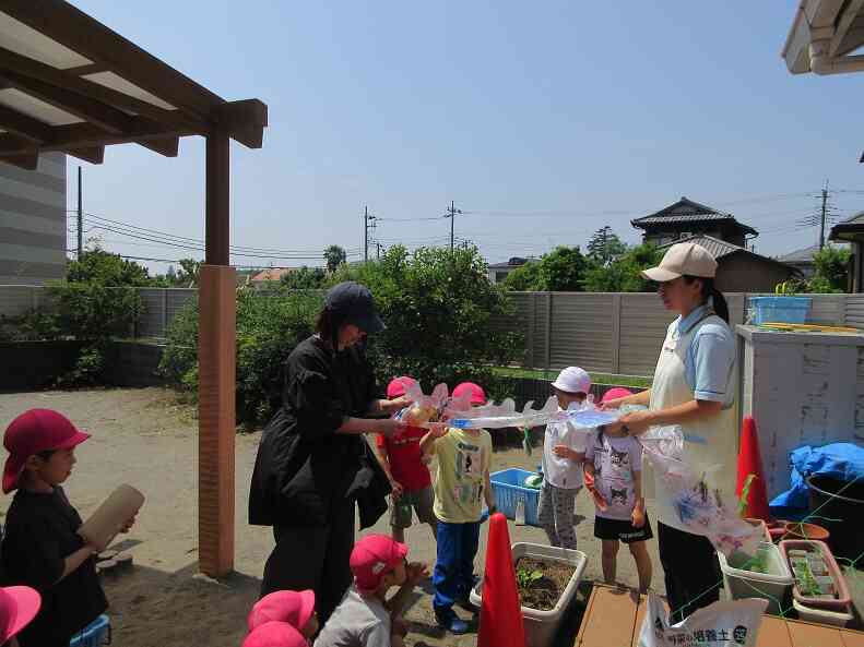 野菜の苗も一緒に植えたよ