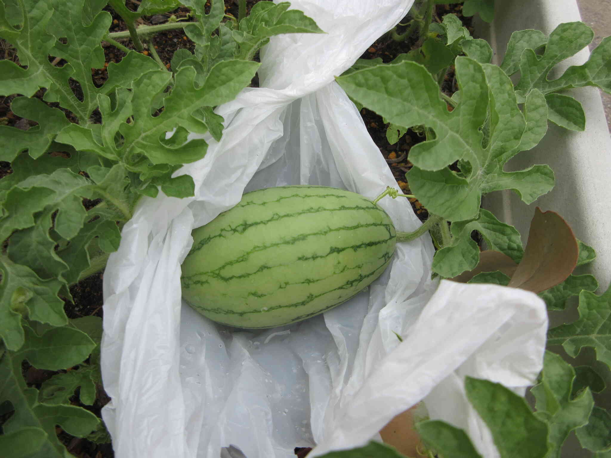 夏の野菜を育てよう！