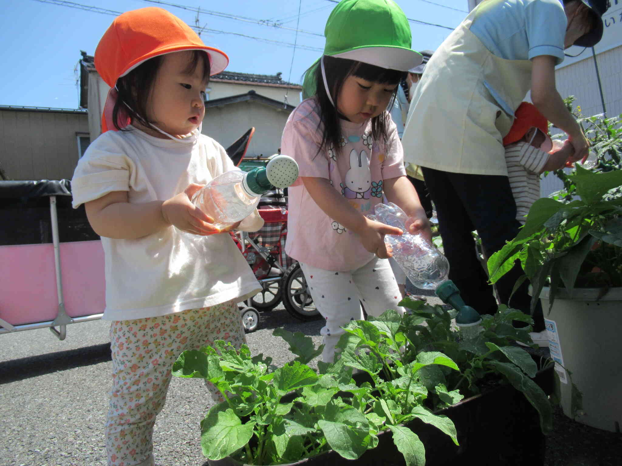 お野菜が大きくなったよ☆