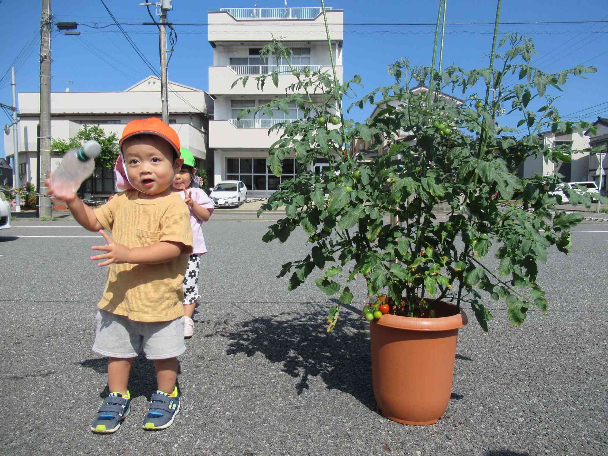 みんなで育てたトマトが・・・
