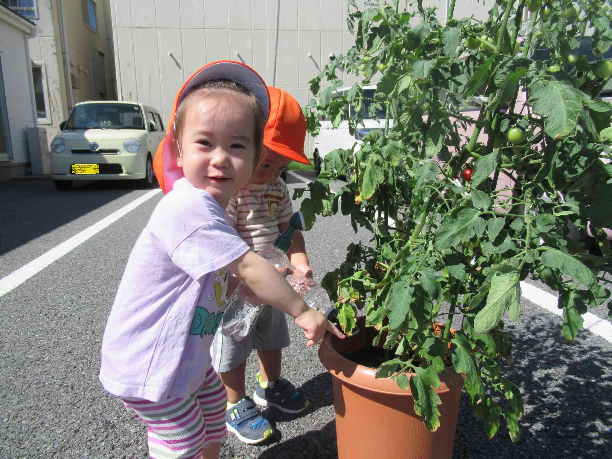 赤いトマト、ここにあるよ！