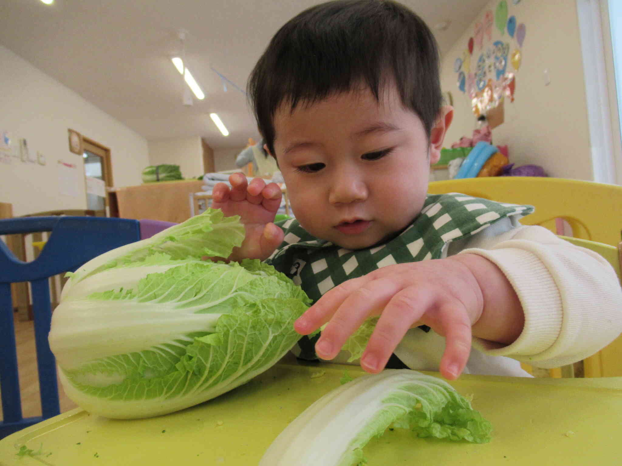 白菜ちぎりのお手伝い⭐︎