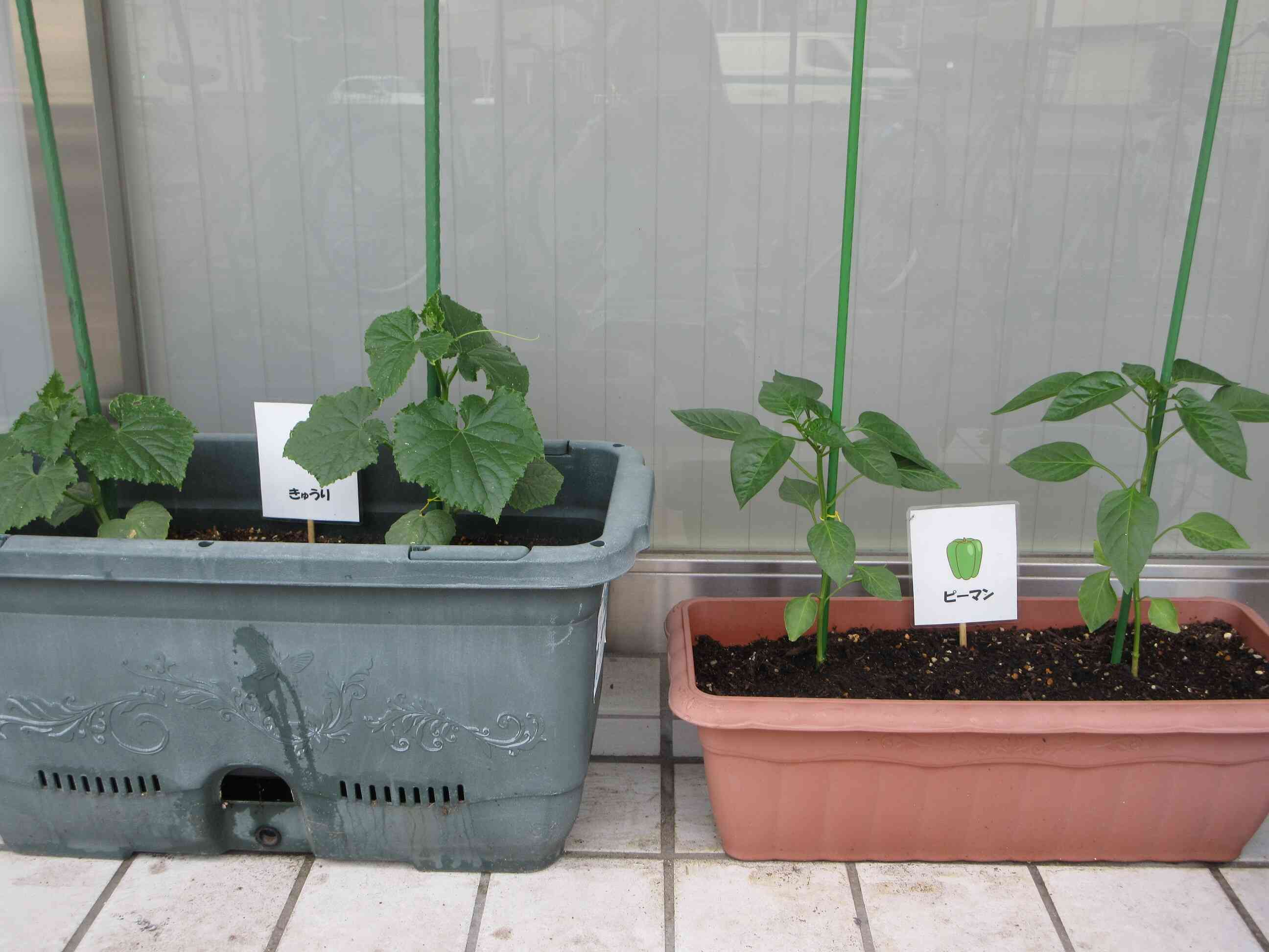 苗植え