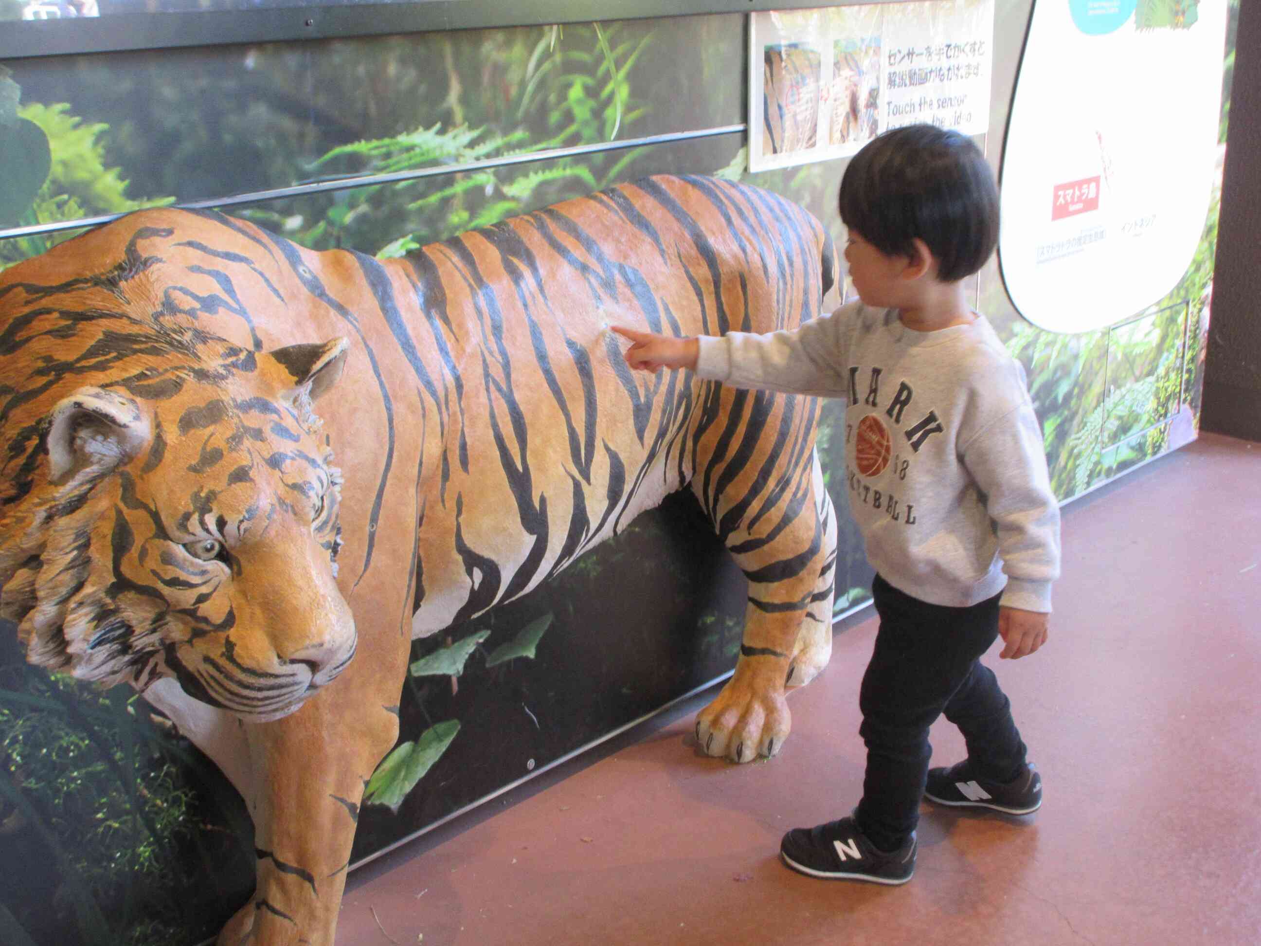トラの模型にも恐る恐るタッチ。リアルな模型でちょっと怖いよね。