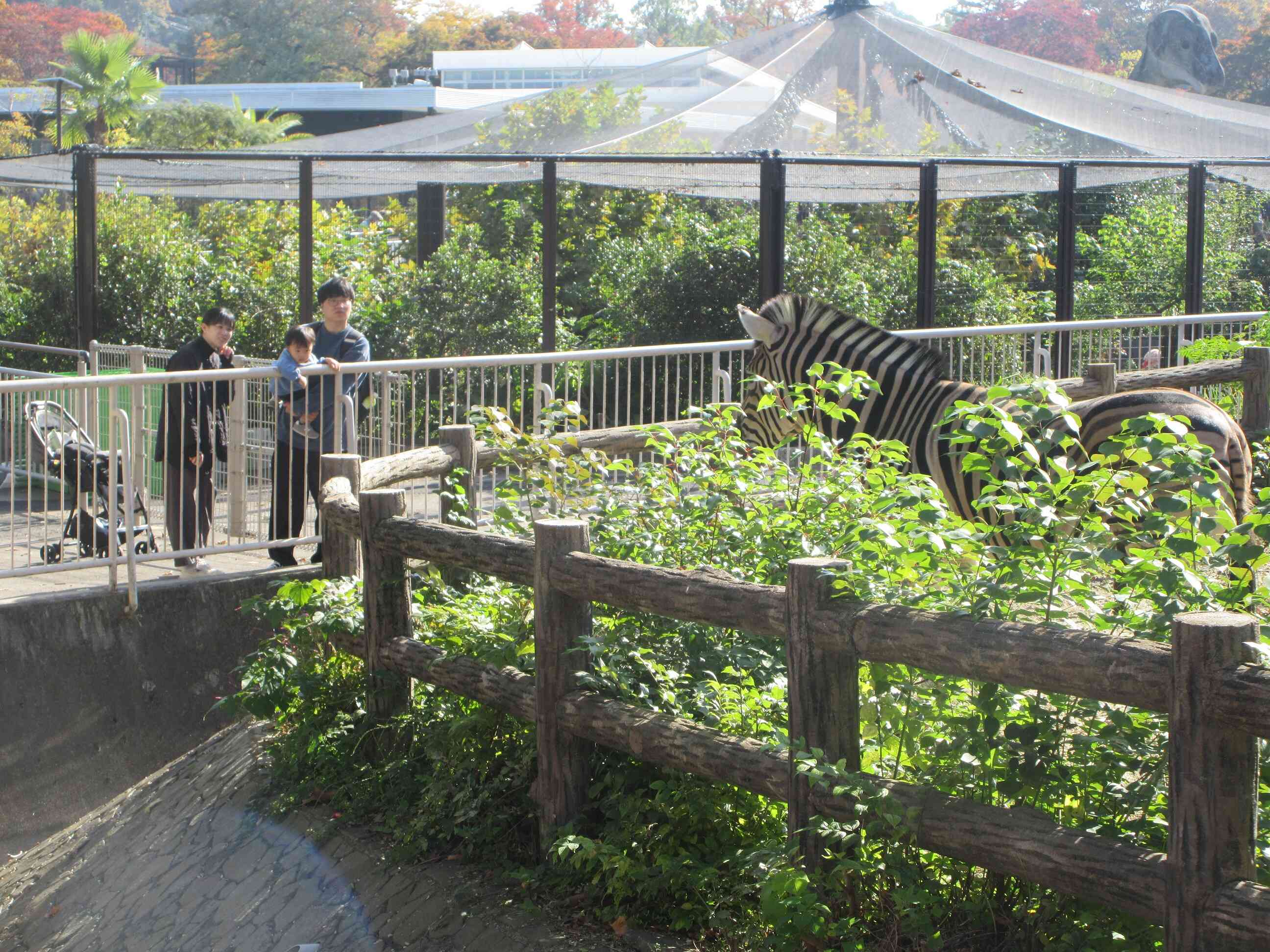 しまうまさん。こんにちは！