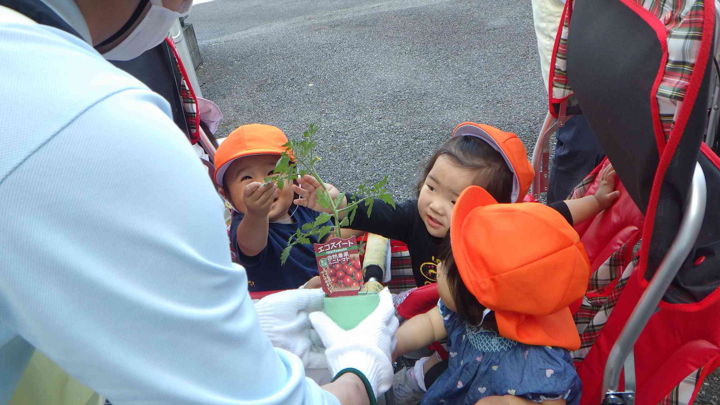 みんなでおおきくなぁれ！オクラとトマトの苗を植えたよ