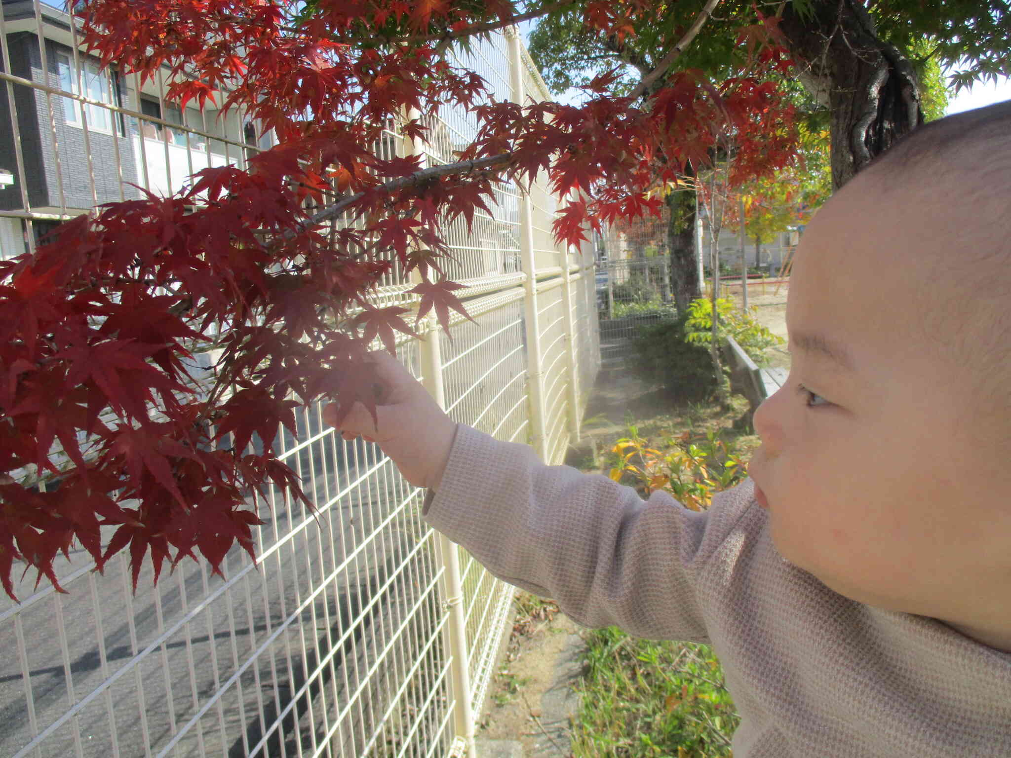 0歳児さんもお散歩を楽しんでいます